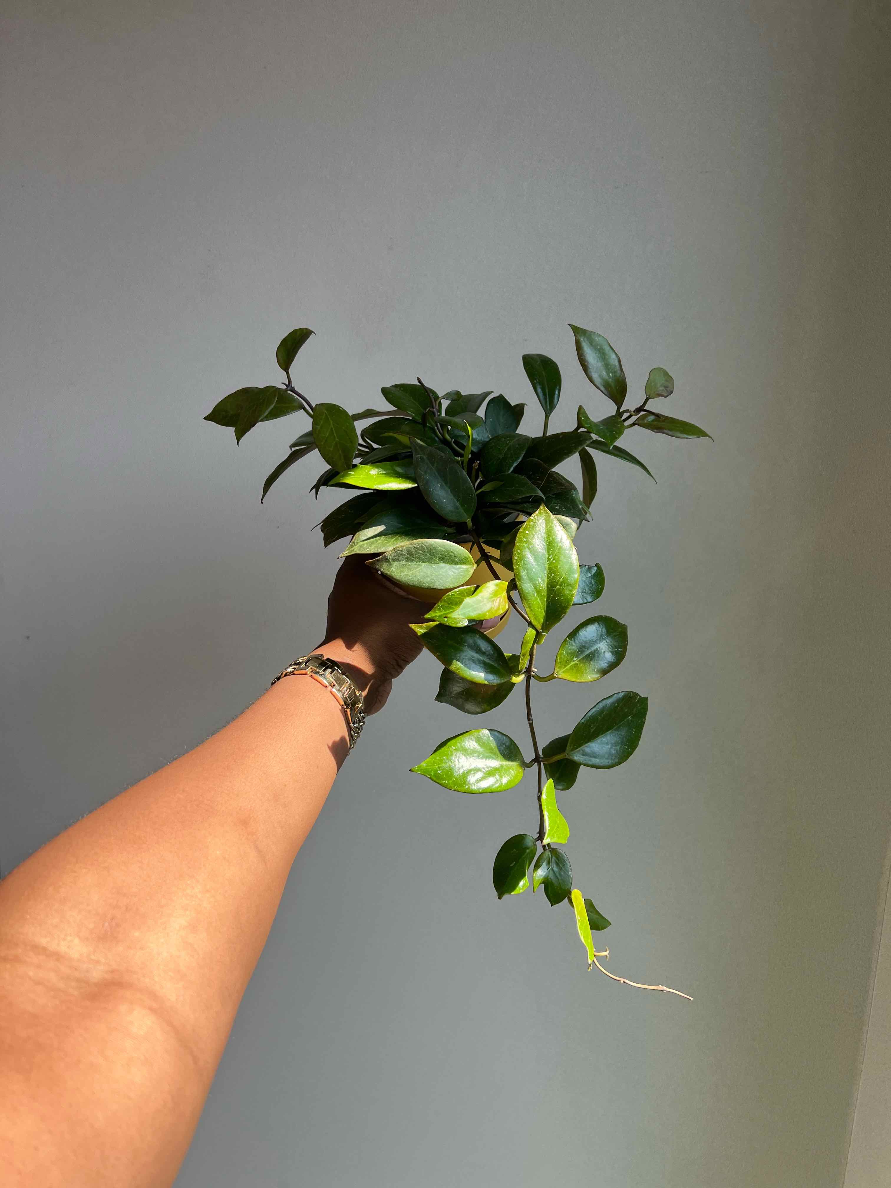 Photo of the plant species Hoya 'Sunrise' by @DailyDose_OfLee named Tequila on Greg, the plant care app