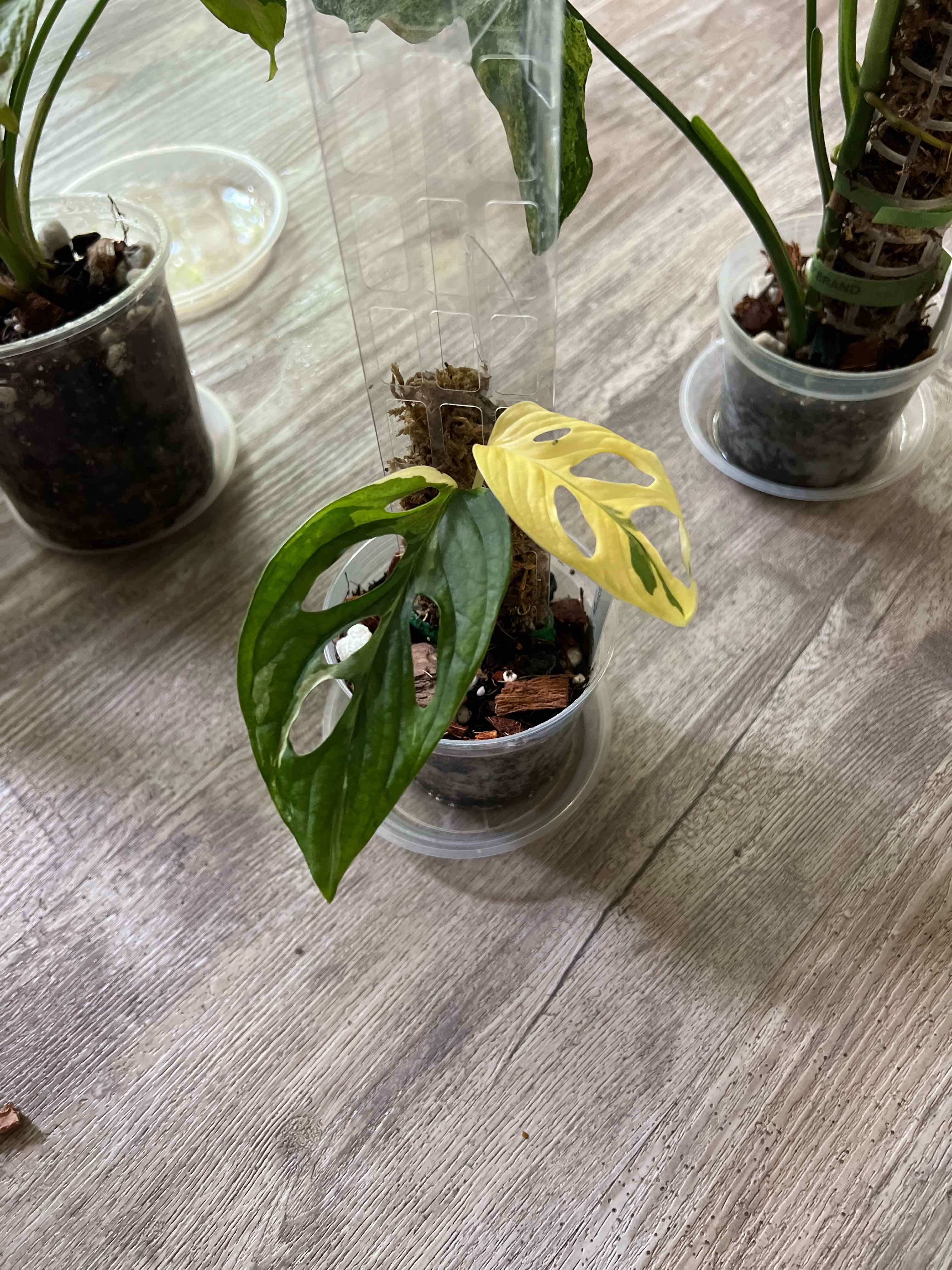 Photo of the plant species Monstera Adonsonii by @DailyDose_OfLee named Aubrey on Greg, the plant care app