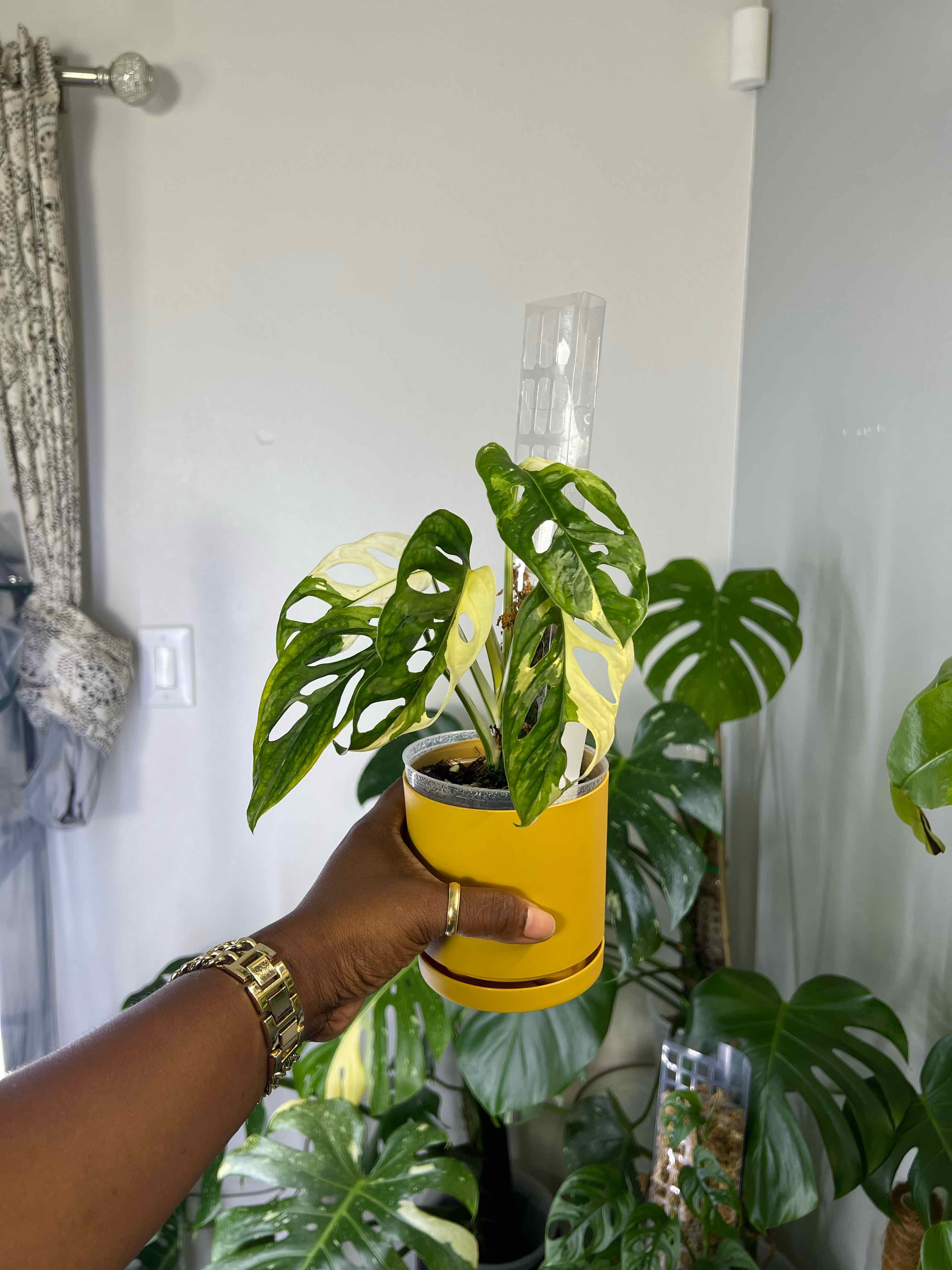 Photo of the plant species Monstera Adonsonii by @DailyDose_OfLee named Aubrey on Greg, the plant care app