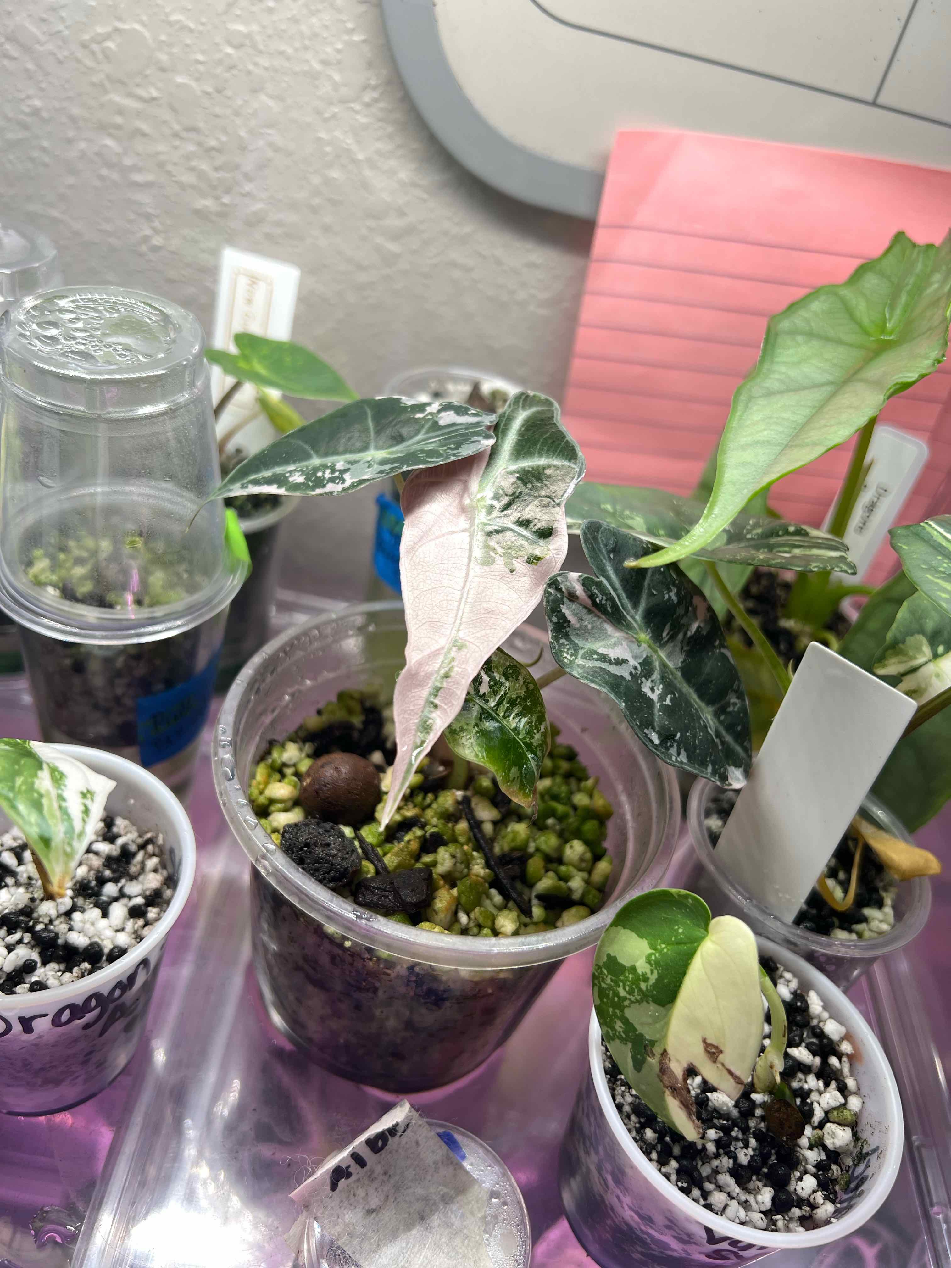 Photo of the plant species Alocasia Polly Pink Variegated by @DailyDose_OfLee named Pink Polly on Greg, the plant care app
