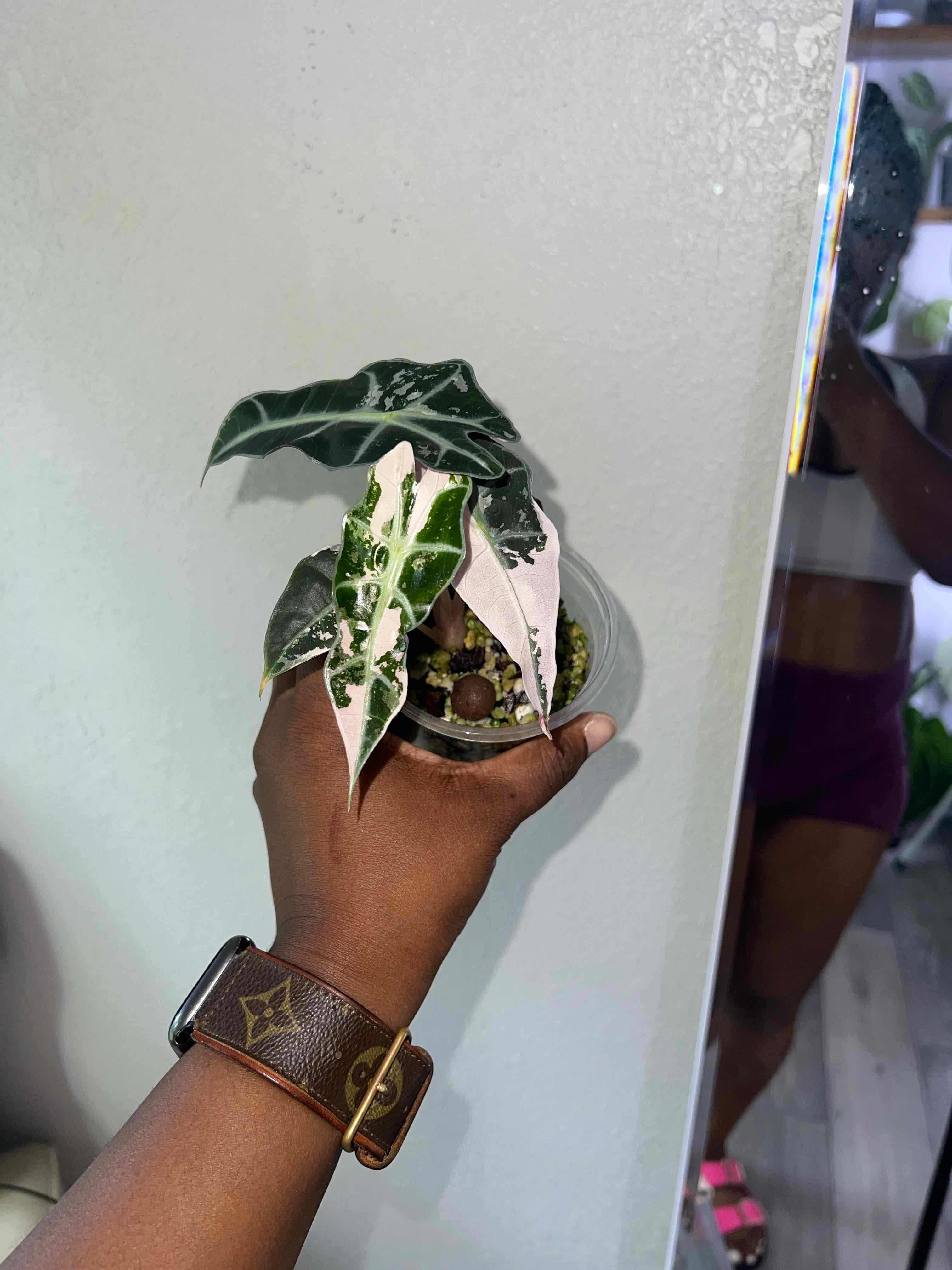 Photo of the plant species Alocasia Polly Pink Variegated by @DailyDose_OfLee named Pink Polly on Greg, the plant care app