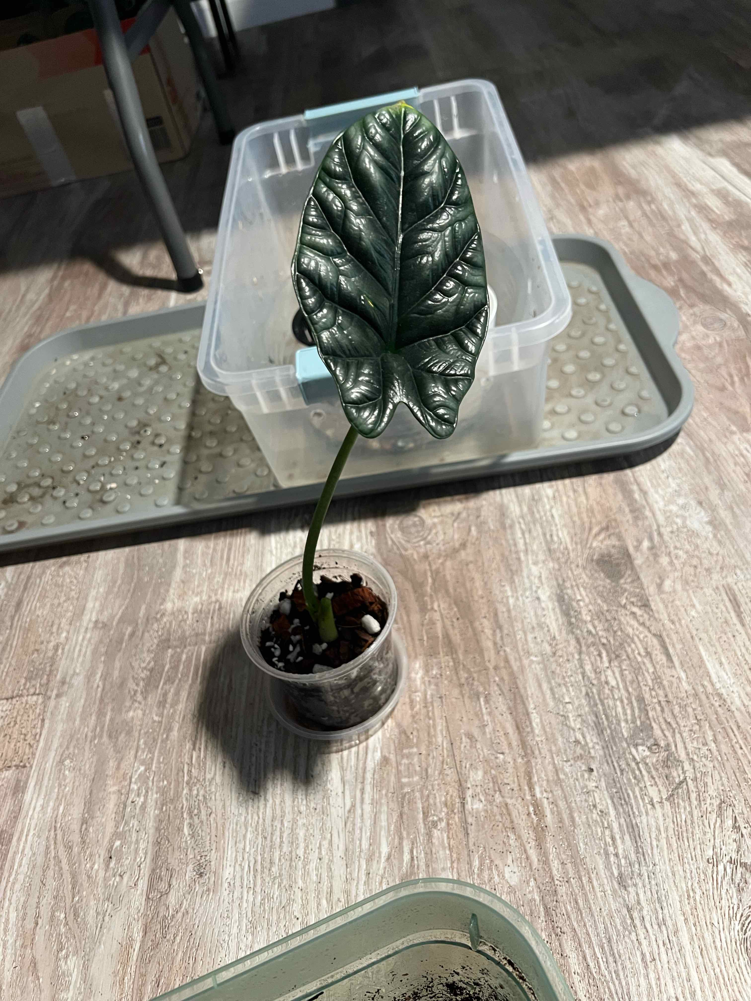 Photo of the plant species Alocasia sinuata 'Quilted Dreams' by @DailyDose_OfLee named Kamehameha 👑 on Greg, the plant care app