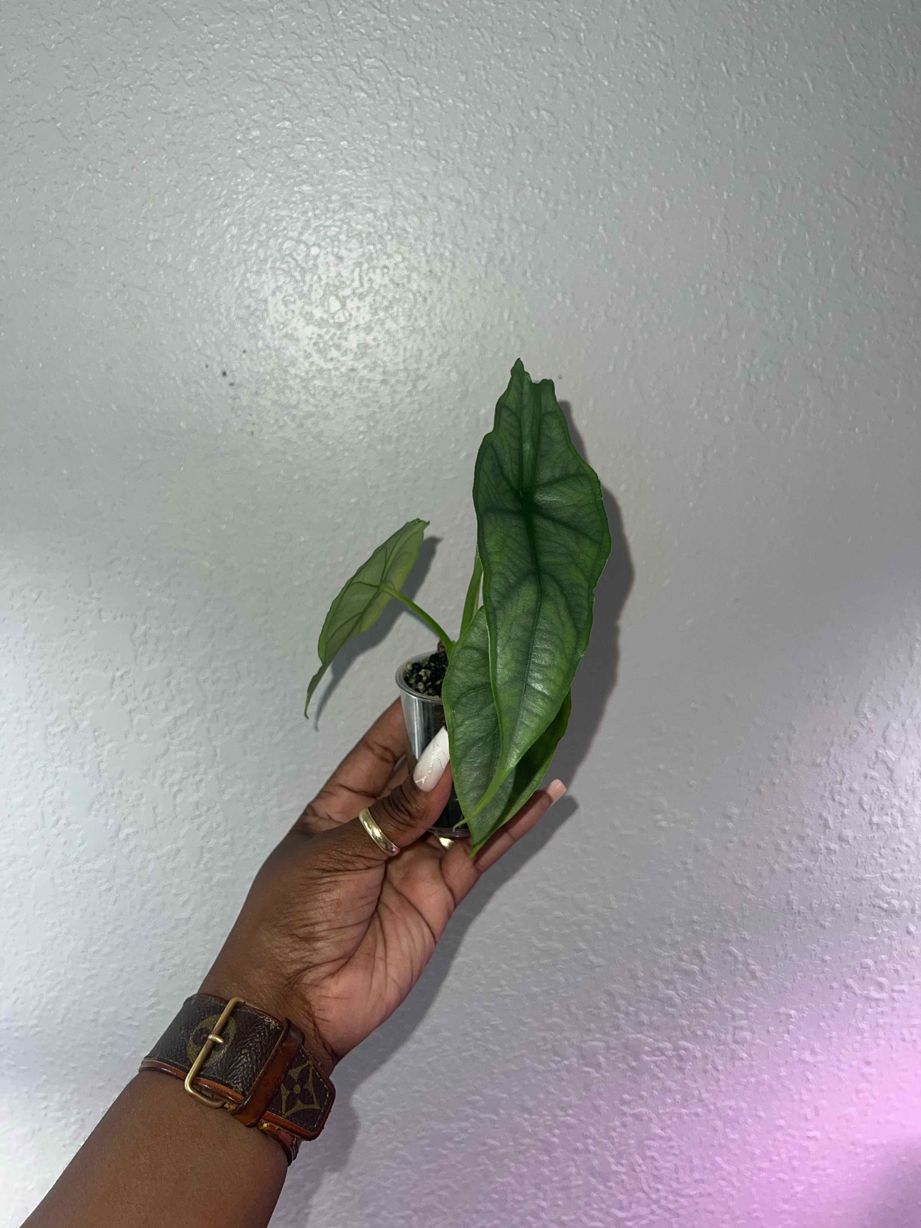 Photo of the plant species Dragon's Breath by @DailyDose_OfLee named . on Greg, the plant care app