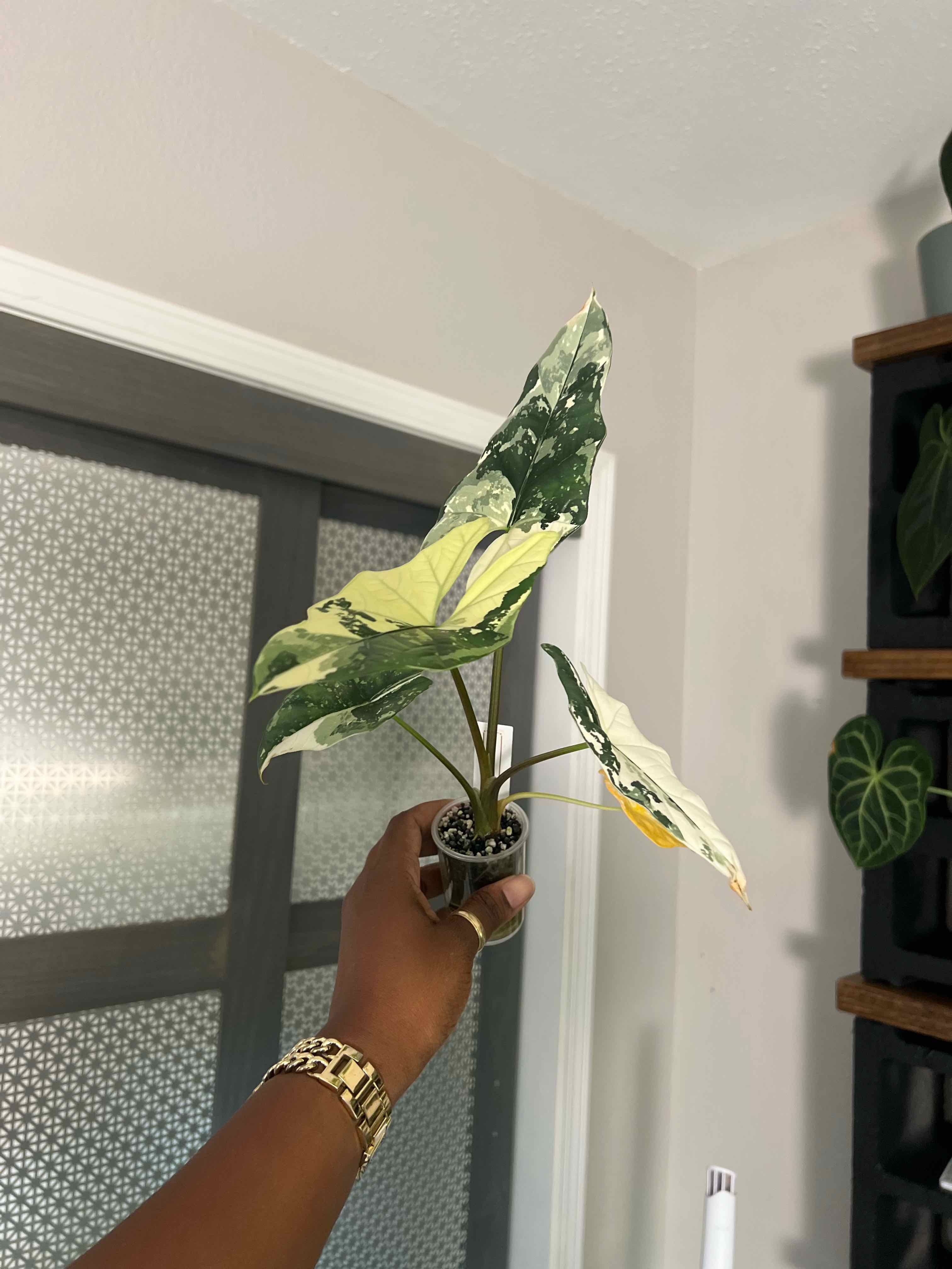 Photo of the plant species Alocasia Simpo Albo by @DailyDose_OfLee named Apollo on Greg, the plant care app