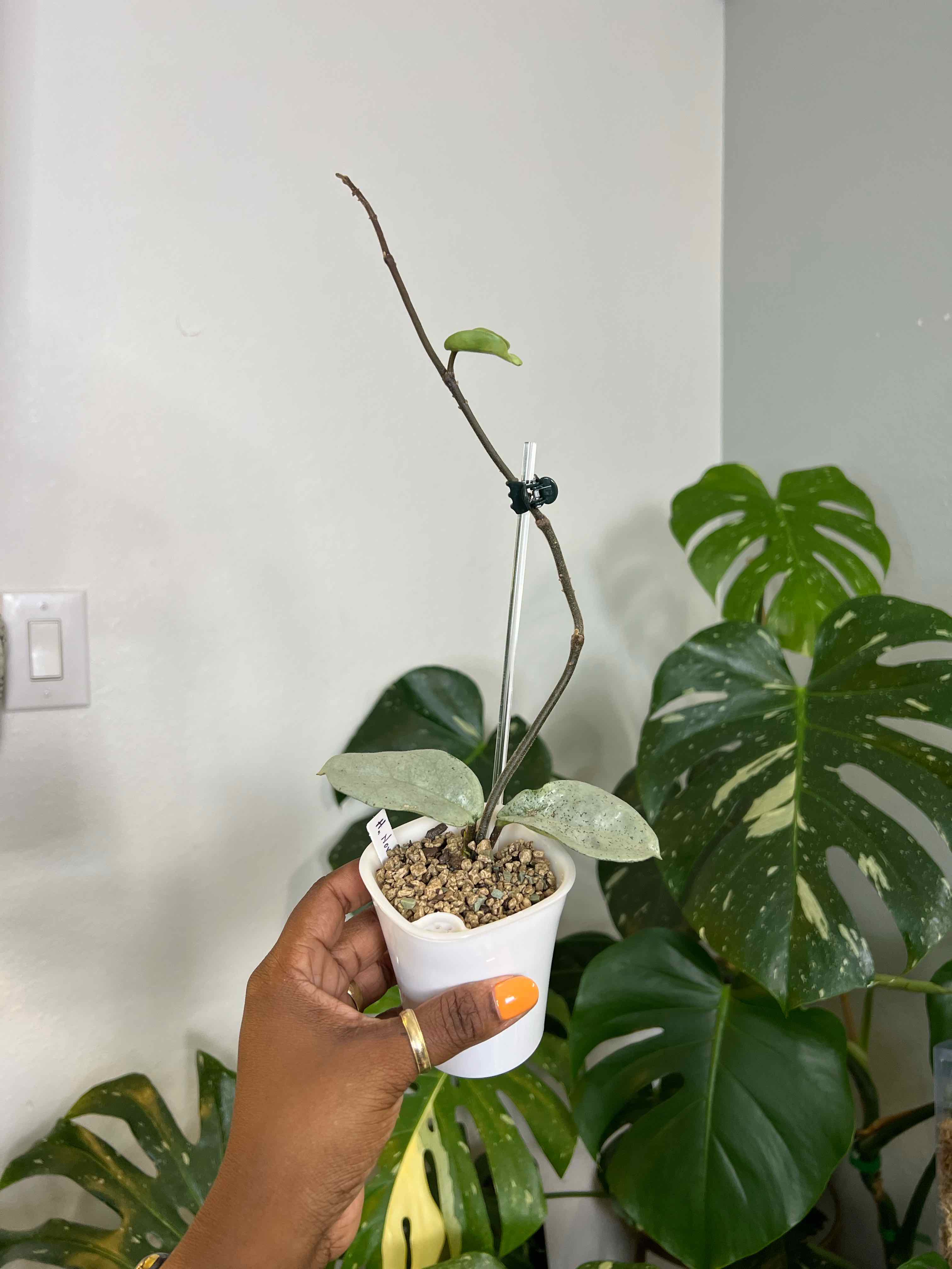 Photo of the plant species Waxplant by @DailyDose_OfLee named . on Greg, the plant care app