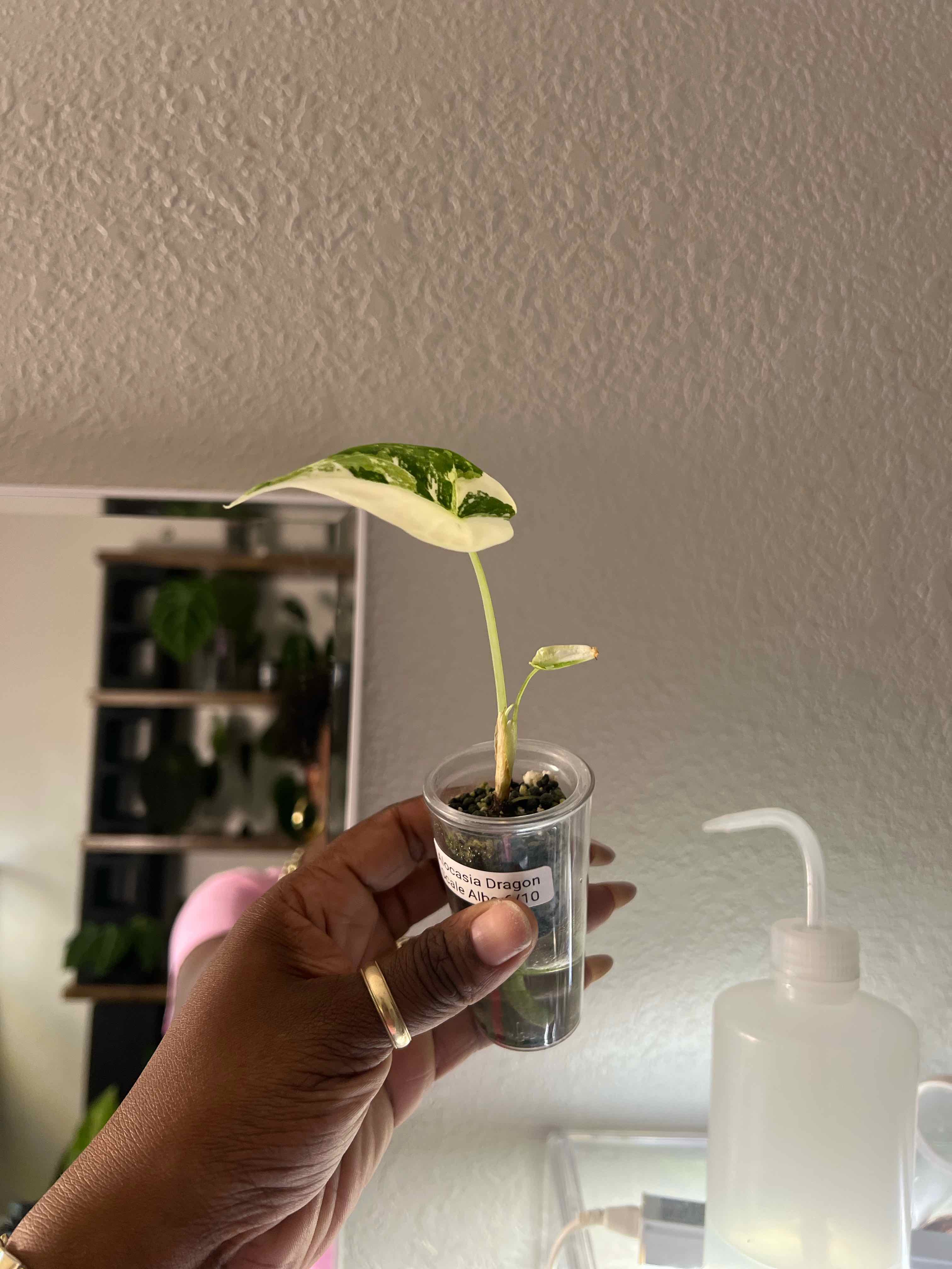 Photo of the plant species Alocasia Dragon Scale Albo by @DailyDose_OfLee named . on Greg, the plant care app
