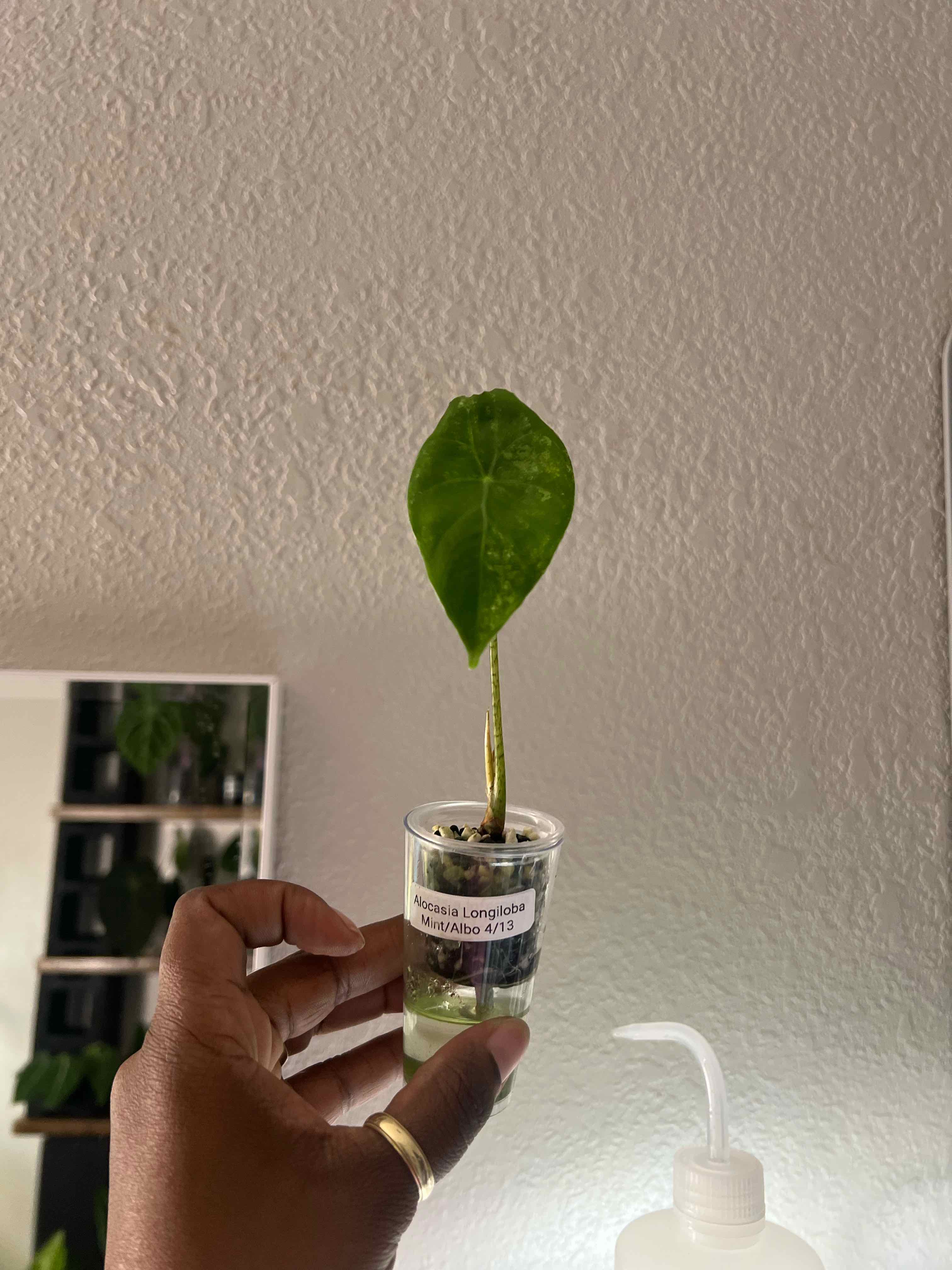 Photo of the plant species Alocasia longiloba by @DailyDose_OfLee named Longiloba mint/albo on Greg, the plant care app