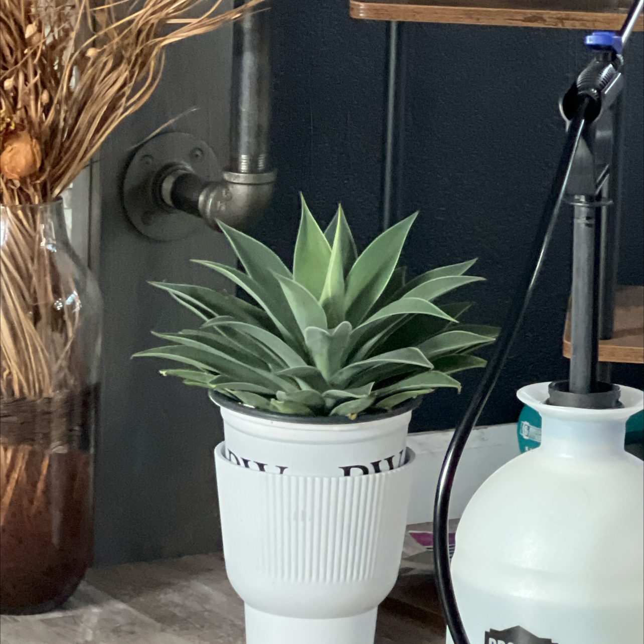 Photo of the plant species Mangave 'Lavender Lady' by @DailyDose_OfLee named Lavender on Greg, the plant care app