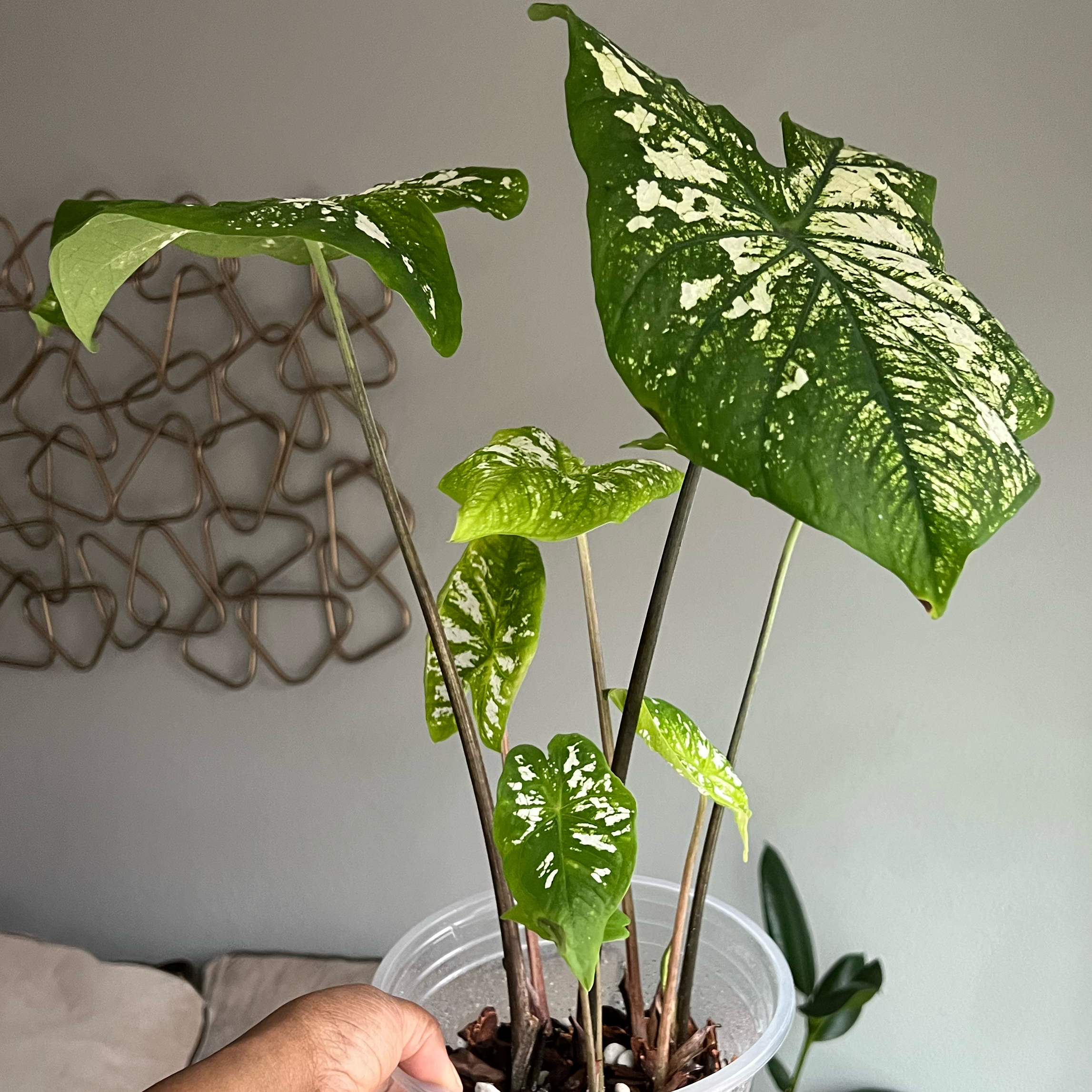 Photo of the plant species White Christmas Angel Wings by @DailyDose_OfLee named Christmas on Greg, the plant care app