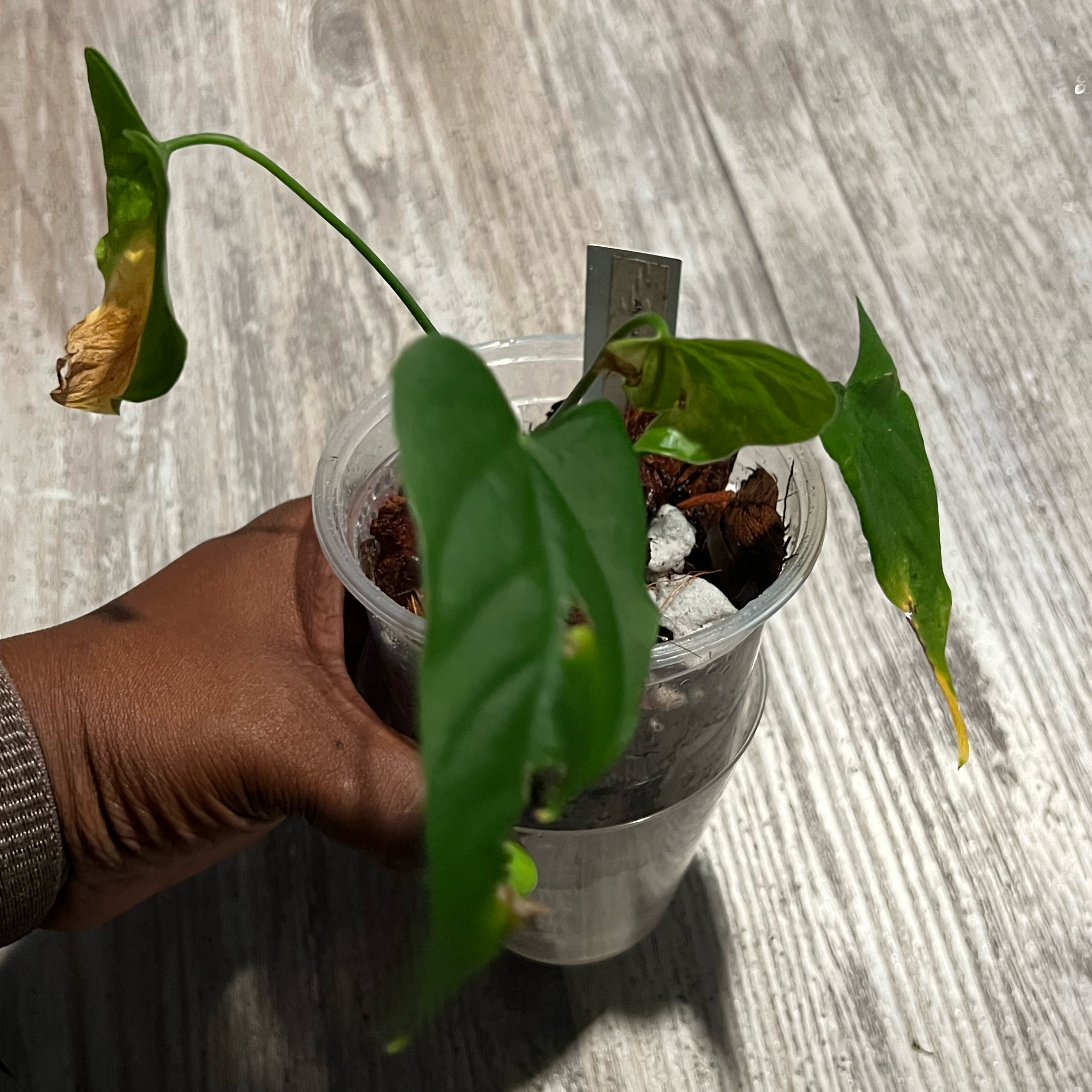 Photo of the plant species Anthurium by @DailyDose_OfLee named Bibbee on Greg, the plant care app