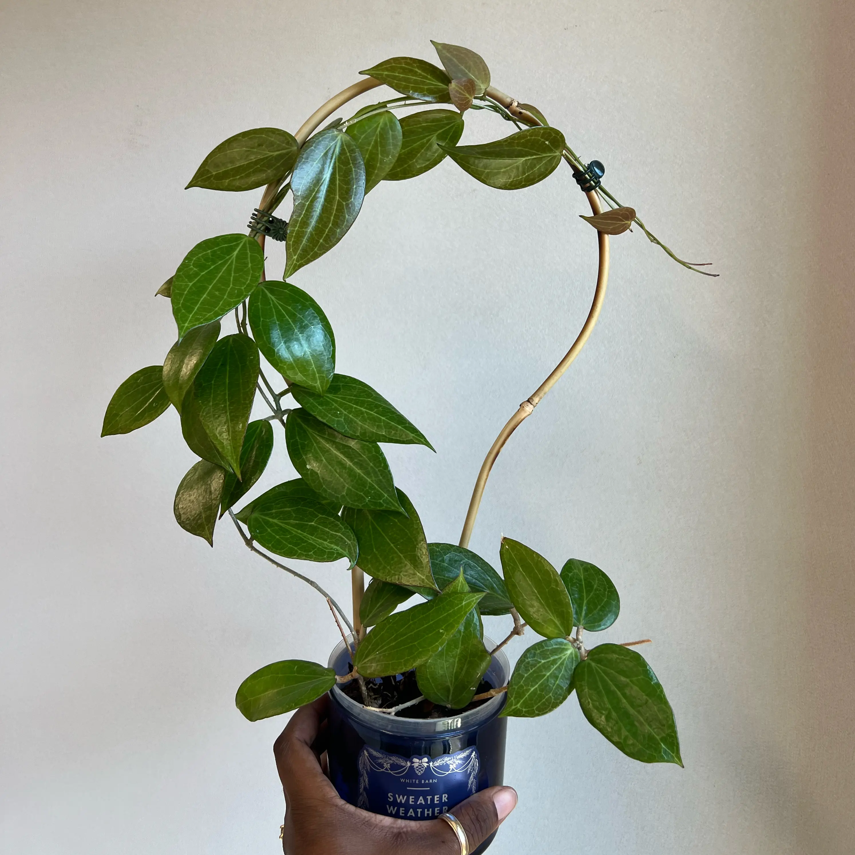 Photo of the plant species New Guinea Ghost Hoya by @DailyDose_OfLee named Nik on Greg, the plant care app