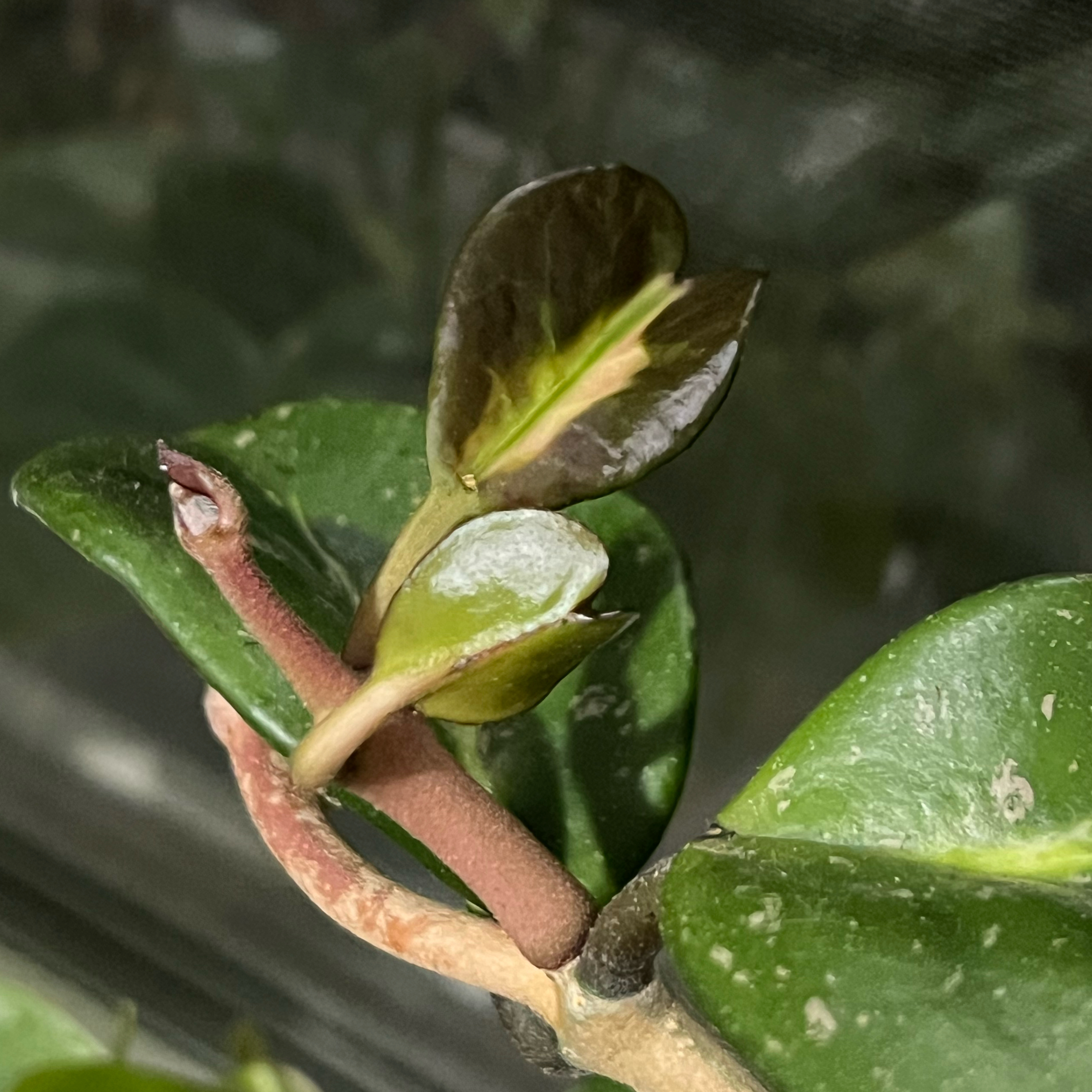 Photo of the plant species Hoya Obovata Variegated by @DailyDose_OfLee named . on Greg, the plant care app