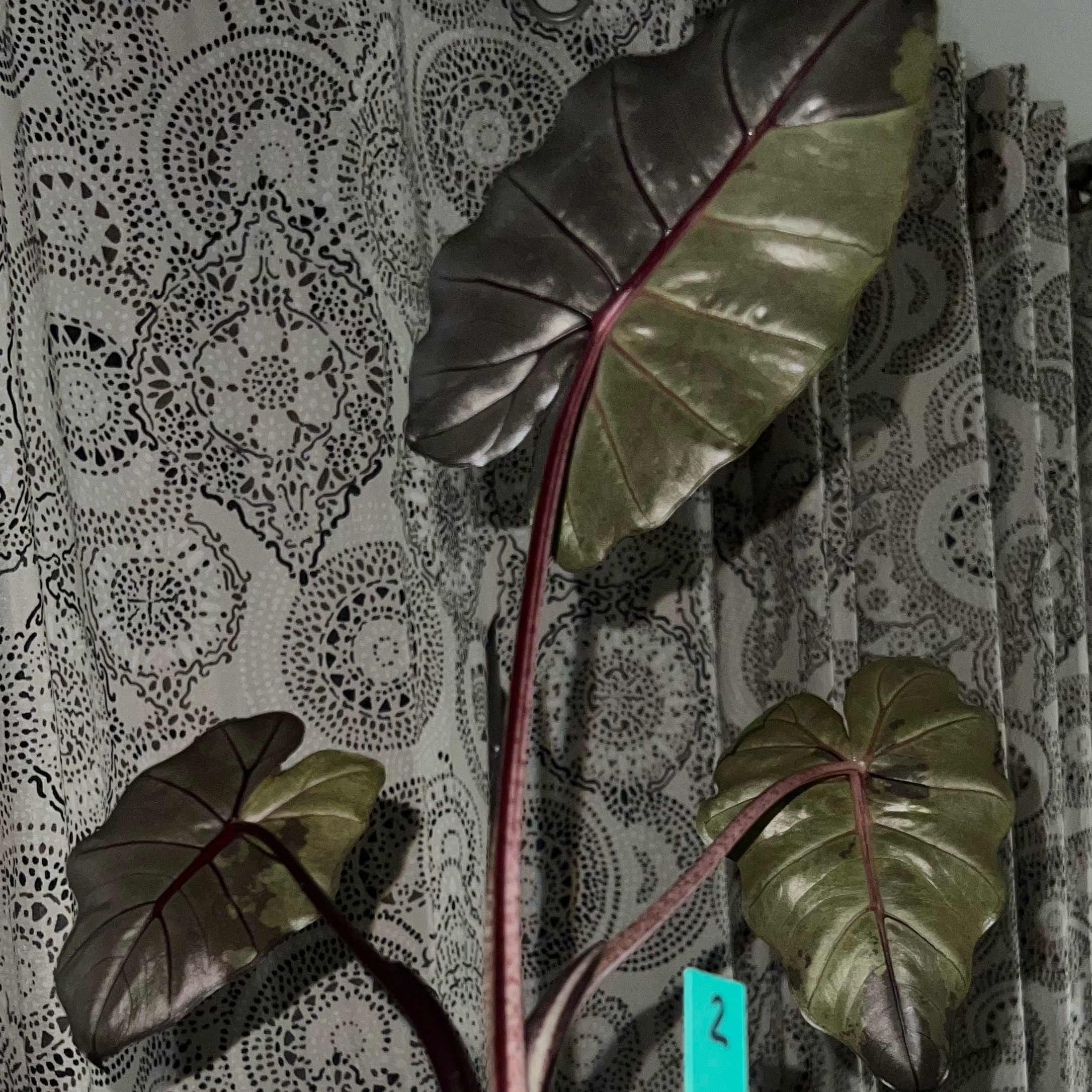 Photo of the plant species Alocasia Yucatan Queen by @DailyDose_OfLee named Yuca on Greg, the plant care app
