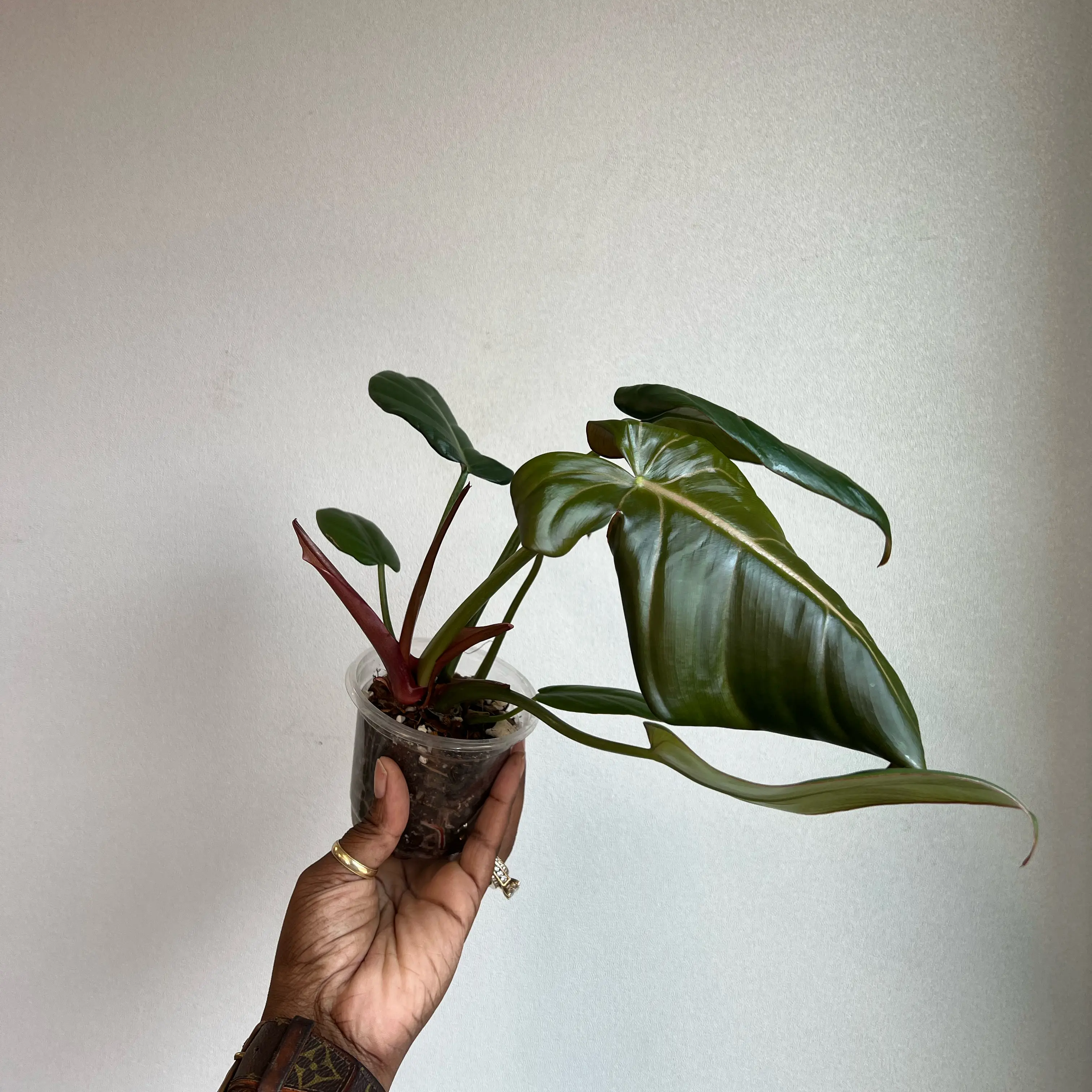 Photo of the plant species Philodendron 'Summer Glory' by @DailyDose_OfLee named Summer on Greg, the plant care app