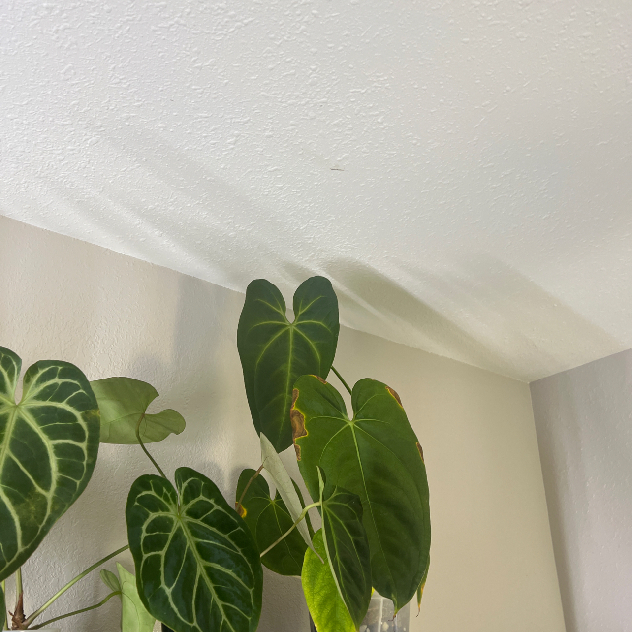 Photo of the plant species Anthurium Black Sweet X Hulk by @DailyDose_OfLee named Red Veil x Black Sweet on Greg, the plant care app