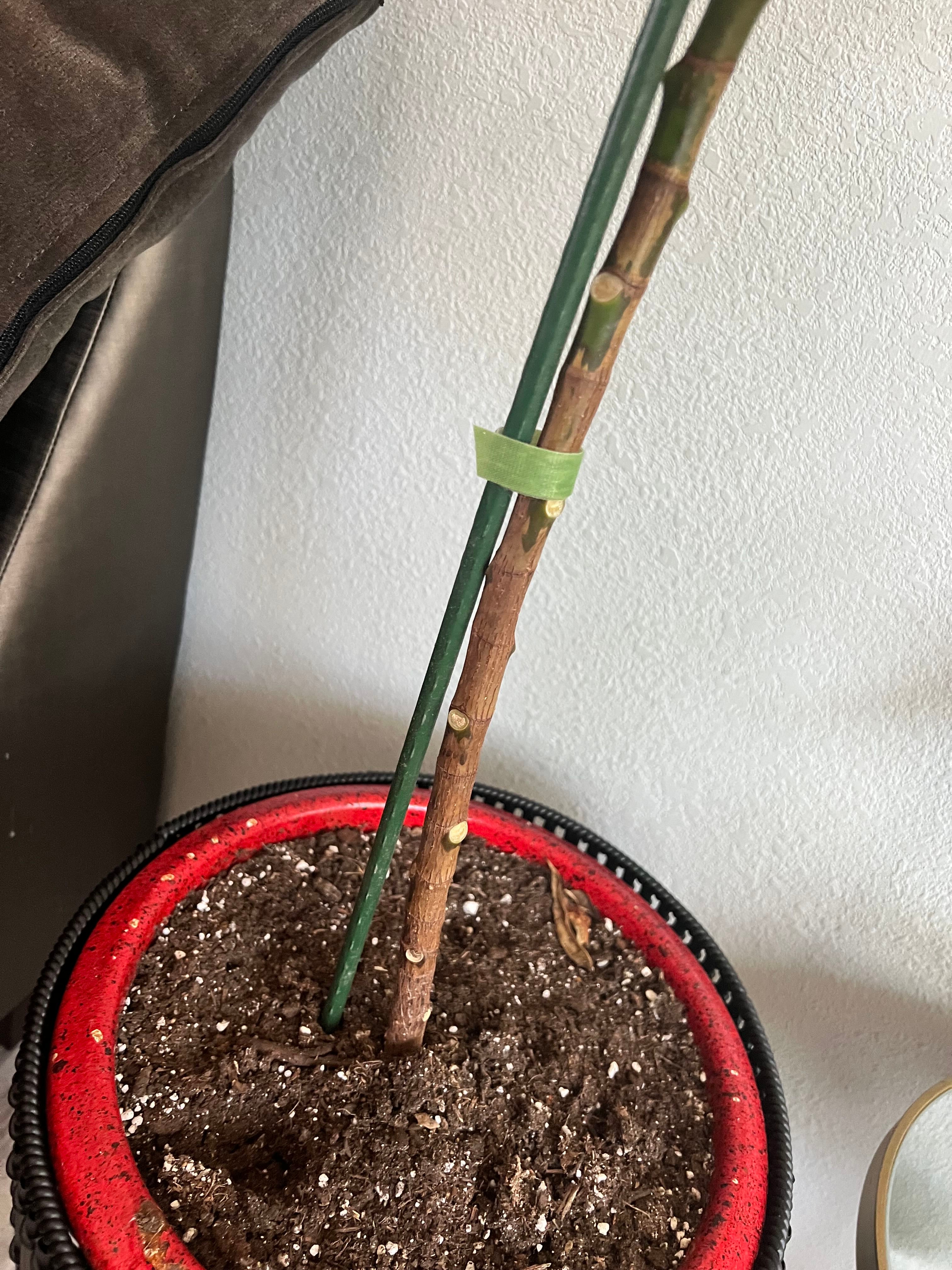 The 1 Top Companion Plant for Weeping Fig 'Mini Lucie' 🌱