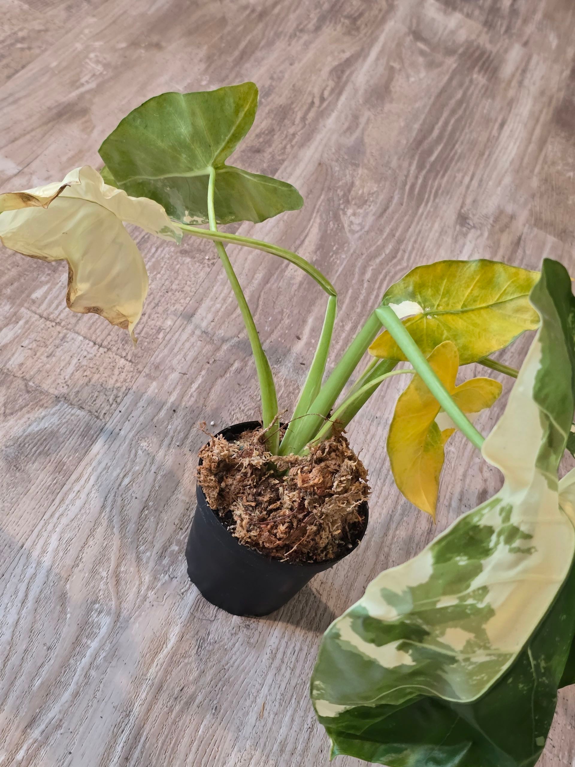 Alocasia Ninja Tricolor (TC) 【8-4】 Alocasia Ninja Tricolor Variegated 4