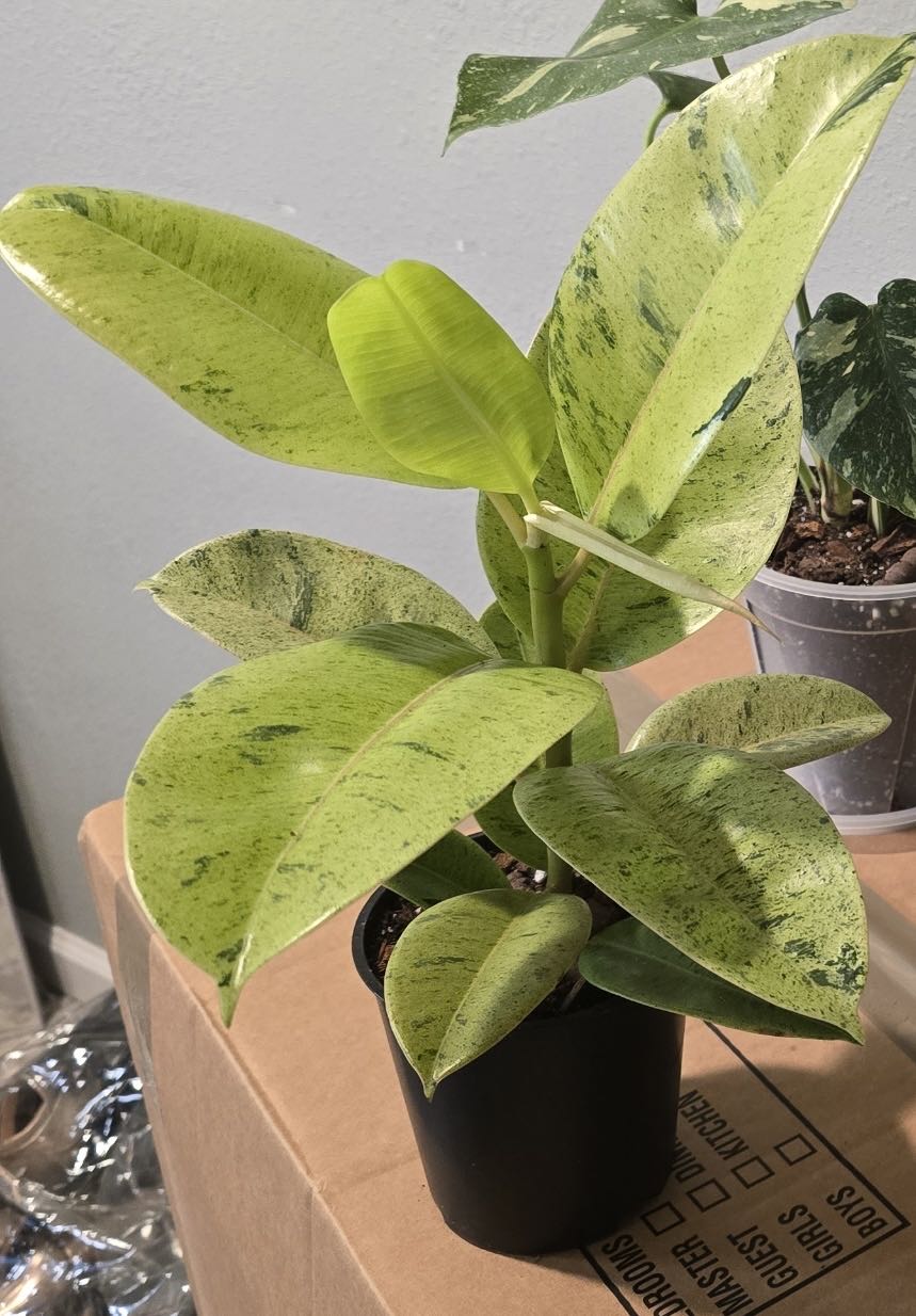 Photo from the post