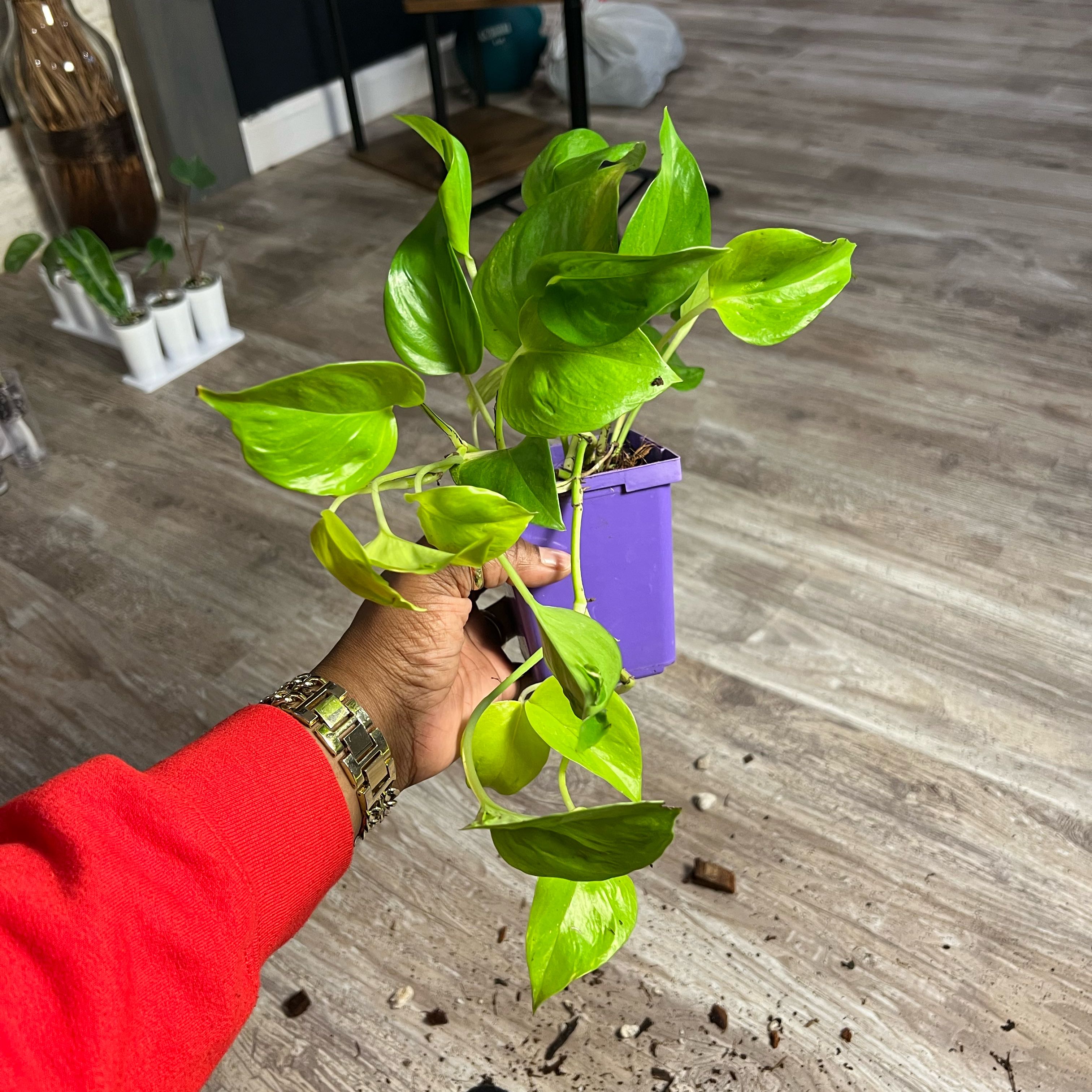 Photo of the plant species Teruno Champs-Elysees Pothos by @DailyDose_OfLee named Elyse on Greg, the plant care app