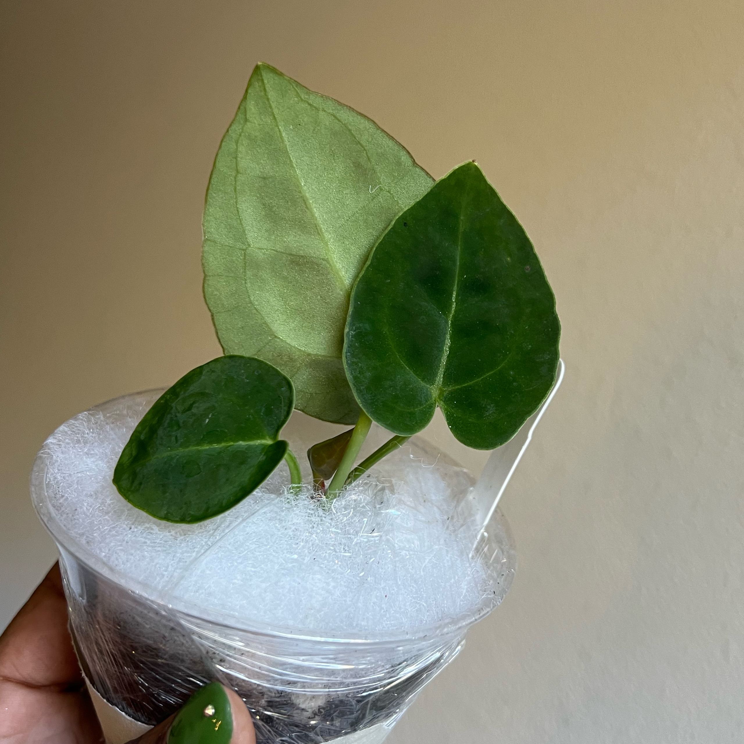 Photo of the plant species Anthurium King of Spades by @DailyDose_OfLee named King David on Greg, the plant care app