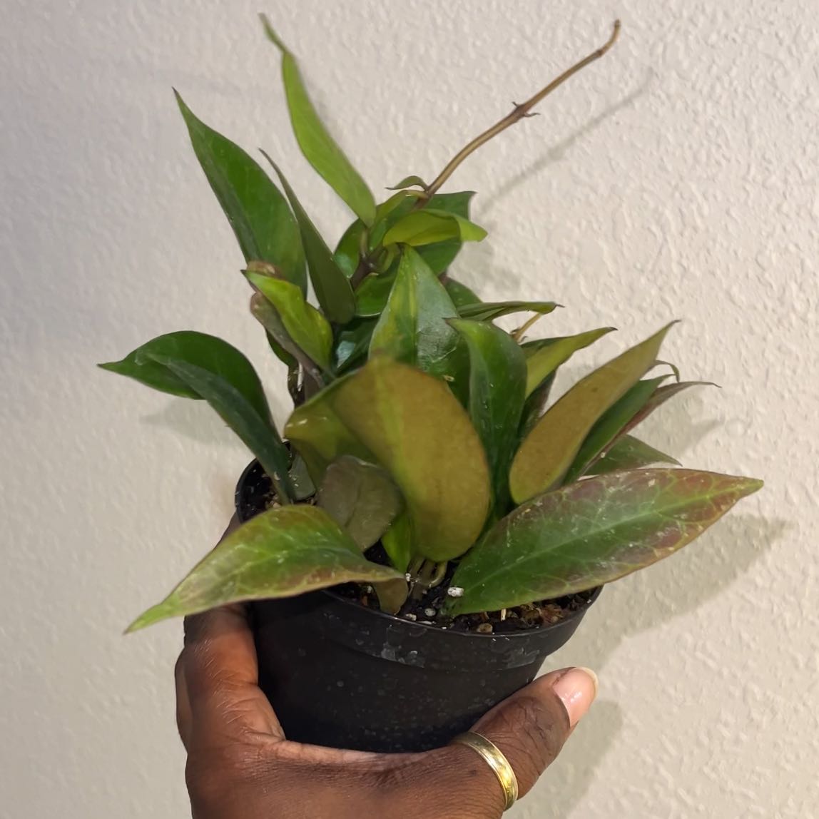 Photo of the plant species Hoya 'Sunrise' by @DailyDose_OfLee named Tequila on Greg, the plant care app