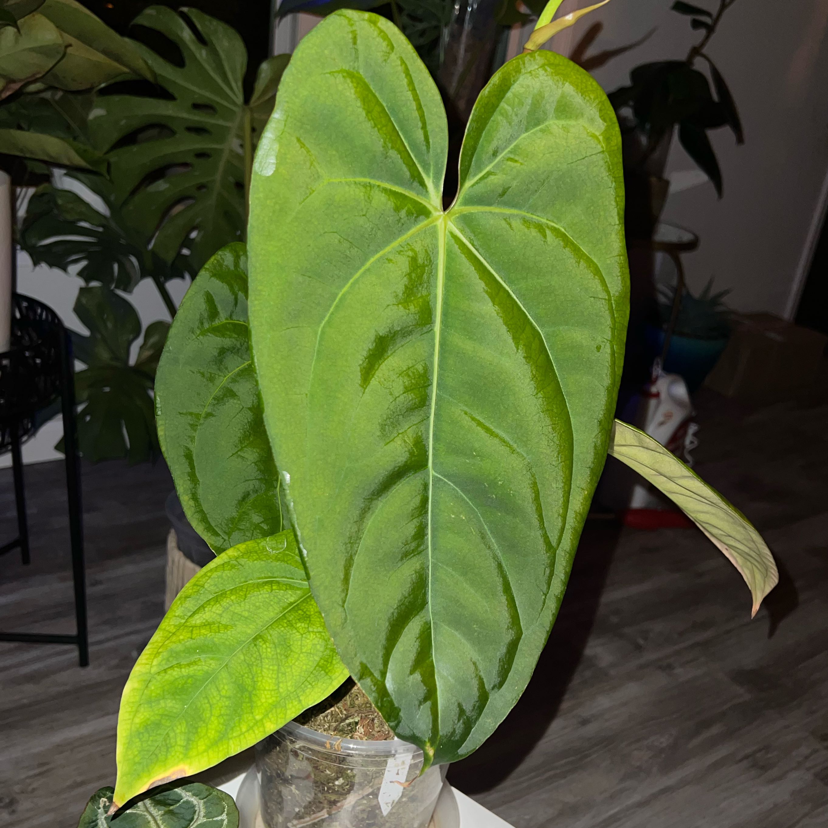 Photo of the plant species Anthurium Black Sweet X Hulk by @DailyDose_OfLee named Red Veil x Black Sweet on Greg, the plant care app