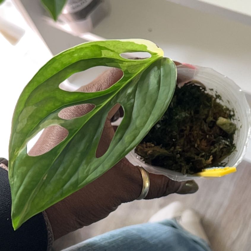 Photo of the plant species Monstera Adonsonii by @DailyDose_OfLee named Aubrey on Greg, the plant care app