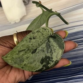 Photo of the plant species Scindapsus 'Creme Brulee' by @DailyDose_OfLee named . on Greg, the plant care app