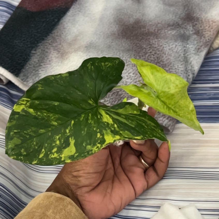 Photo of the plant species faustina mint by @DailyDose_OfLee named Faustina on Greg, the plant care app