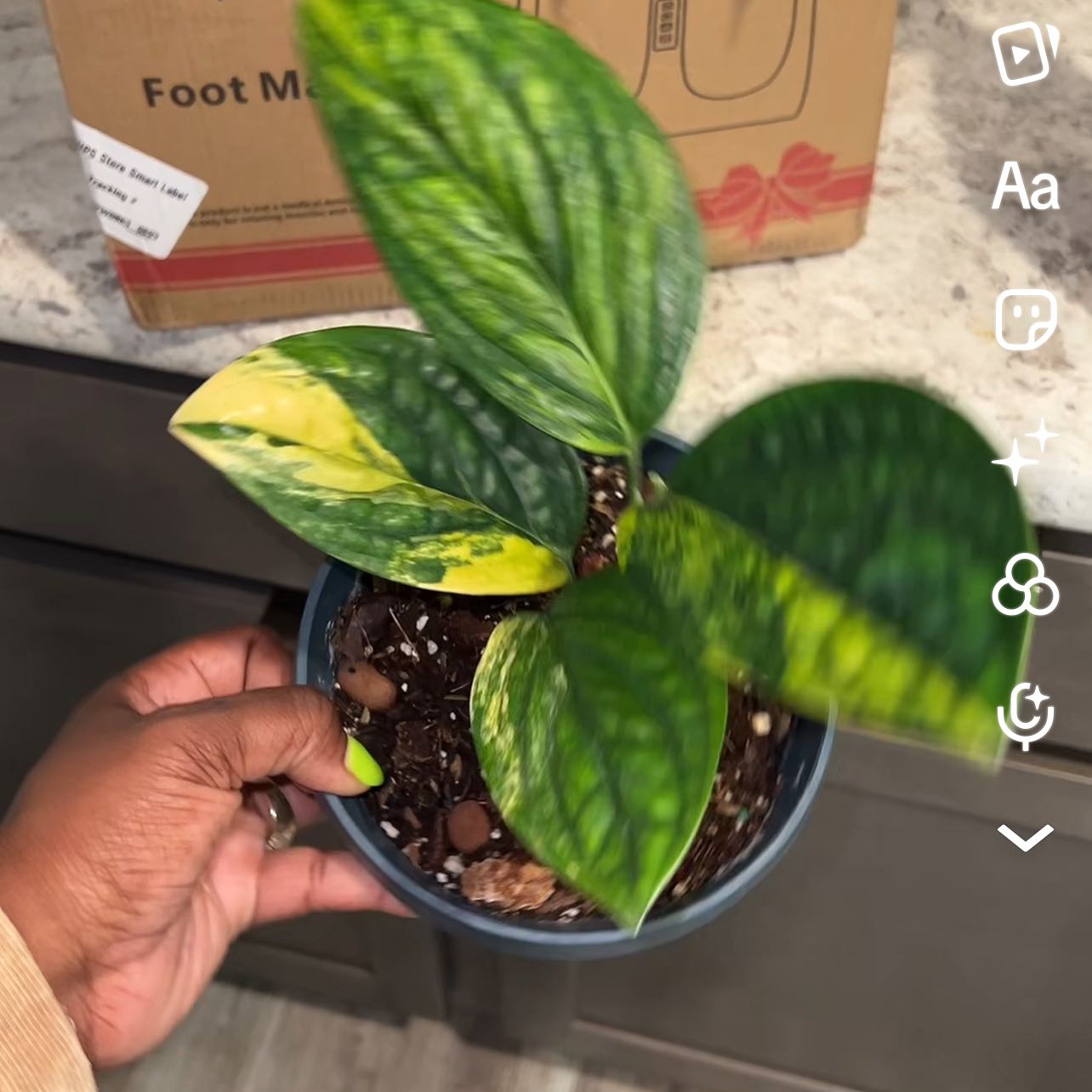 Photo of the plant species Variegated Monstera Peru by @DailyDose_OfLee named . on Greg, the plant care app