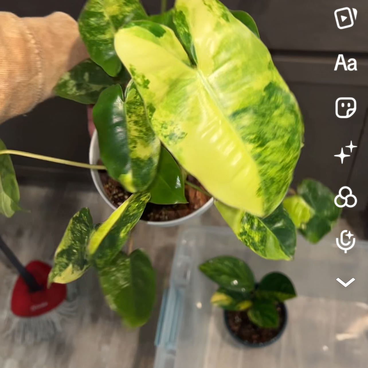 Photo of the plant species Burle Marx Variegata by @DailyDose_OfLee named . on Greg, the plant care app