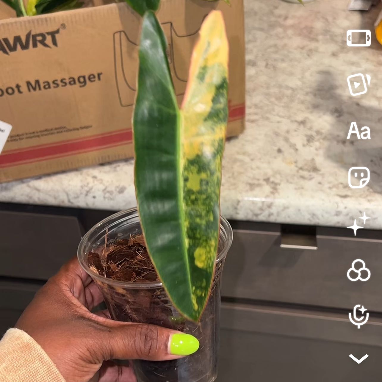 Photo of the plant species Variegated Philodendron Billietiae by @DailyDose_OfLee named Billie Jean on Greg, the plant care app