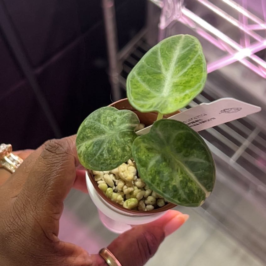 Photo of the plant species alocasia ninja by @DailyDose_OfLee named Ninja Mint on Greg, the plant care app