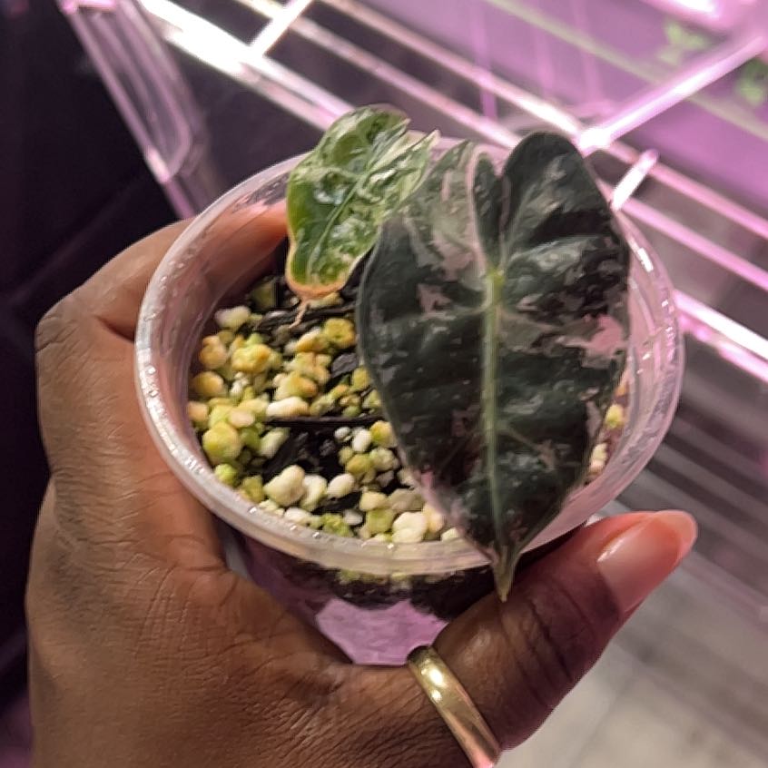 Photo of the plant species Alocasia Polly Pink Variegated by @DailyDose_OfLee named Pink Polly on Greg, the plant care app