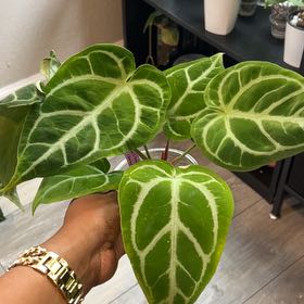 Photo of the plant species anthurium papillilaminum x forgetii x by @DailyDose_OfLee named . on Greg, the plant care app