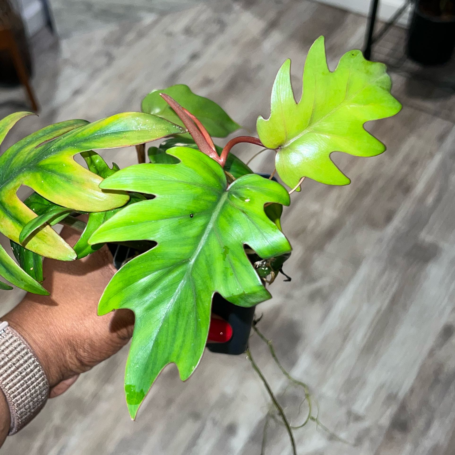 Photo of the plant species Philodendron mayoi by @DailyDose_OfLee named Mayoi on Greg, the plant care app