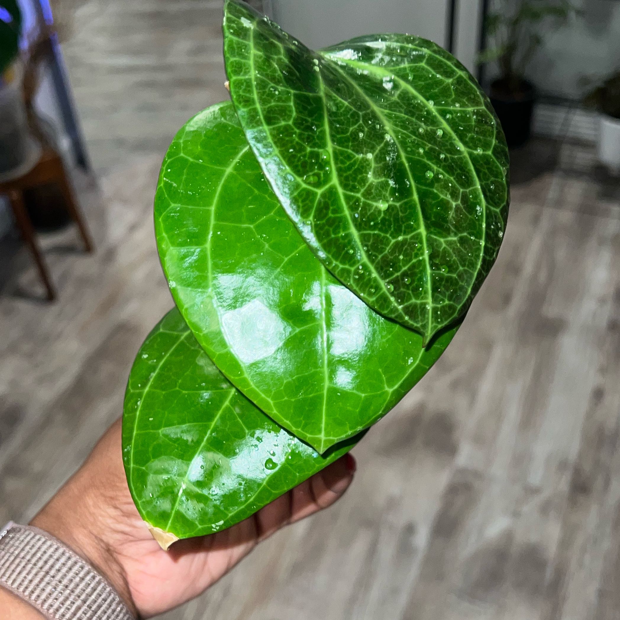 Photo of the plant species Hoya 'Sarawak' by @DailyDose_OfLee named Sarawak on Greg, the plant care app