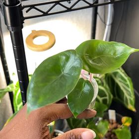 Photo of the plant species Alocasia Pink Dragon Variegated by @DailyDose_OfLee named Pink Dragon Aurea on Greg, the plant care app