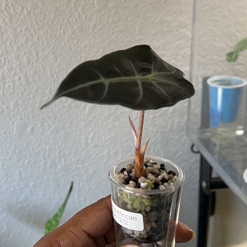 Photo of the plant species Africian Black Mask by @DailyDose_OfLee named African Black Mask on Greg, the plant care app
