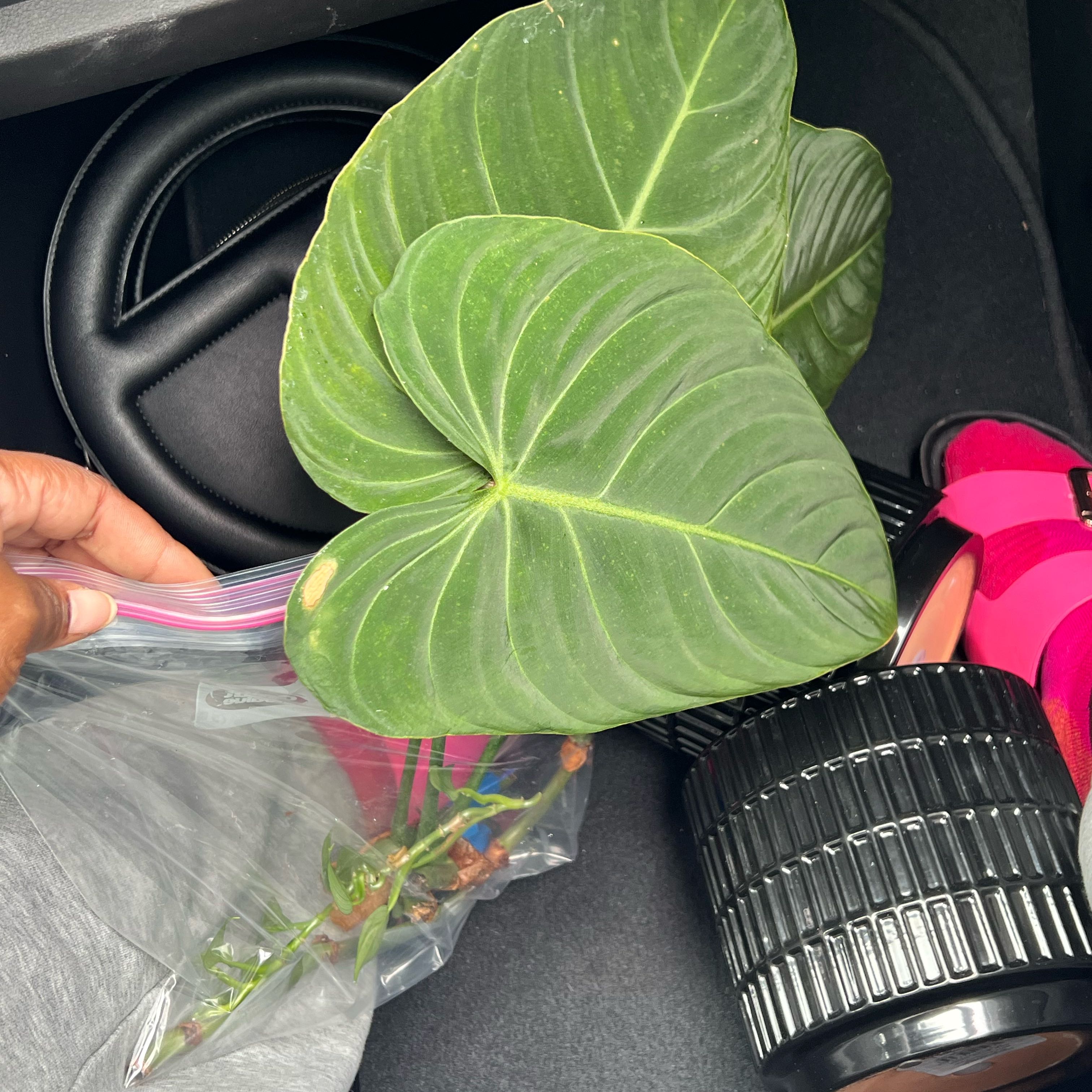Photo of the plant species Philodendron Splendid by @DailyDose_OfLee named Splendid on Greg, the plant care app