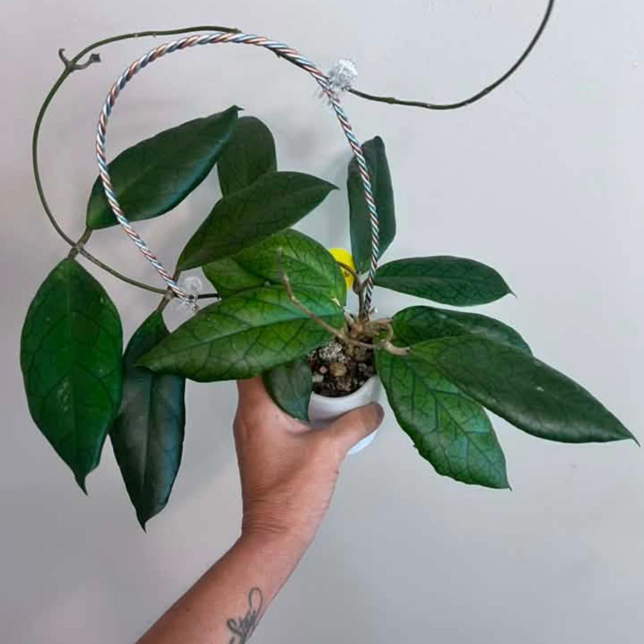 Photo of the plant species Hoya ranauensis by @DailyDose_OfLee named Huckleberry Fern on Greg, the plant care app