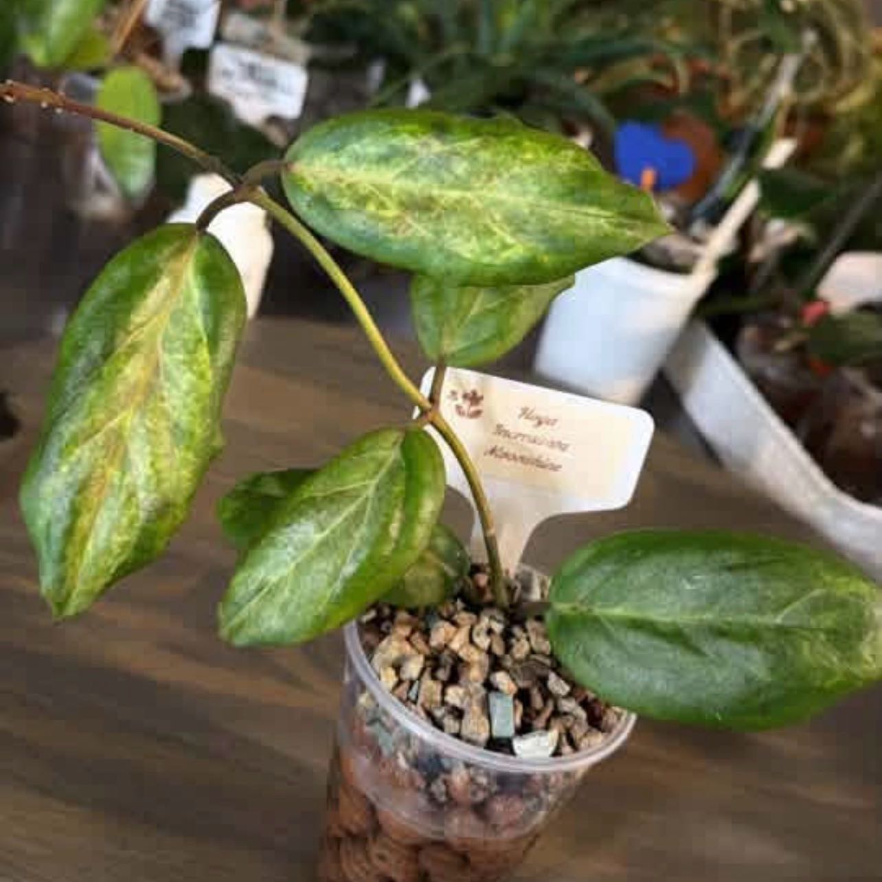 Photo of the plant species Hoya Moonshadow by @DailyDose_OfLee named Kylie on Greg, the plant care app
