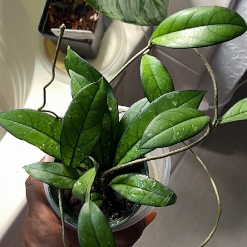 Photo of the plant species Hoya crassipetiolata by @DailyDose_OfLee named Hoya Crassipetiolata on Greg, the plant care app