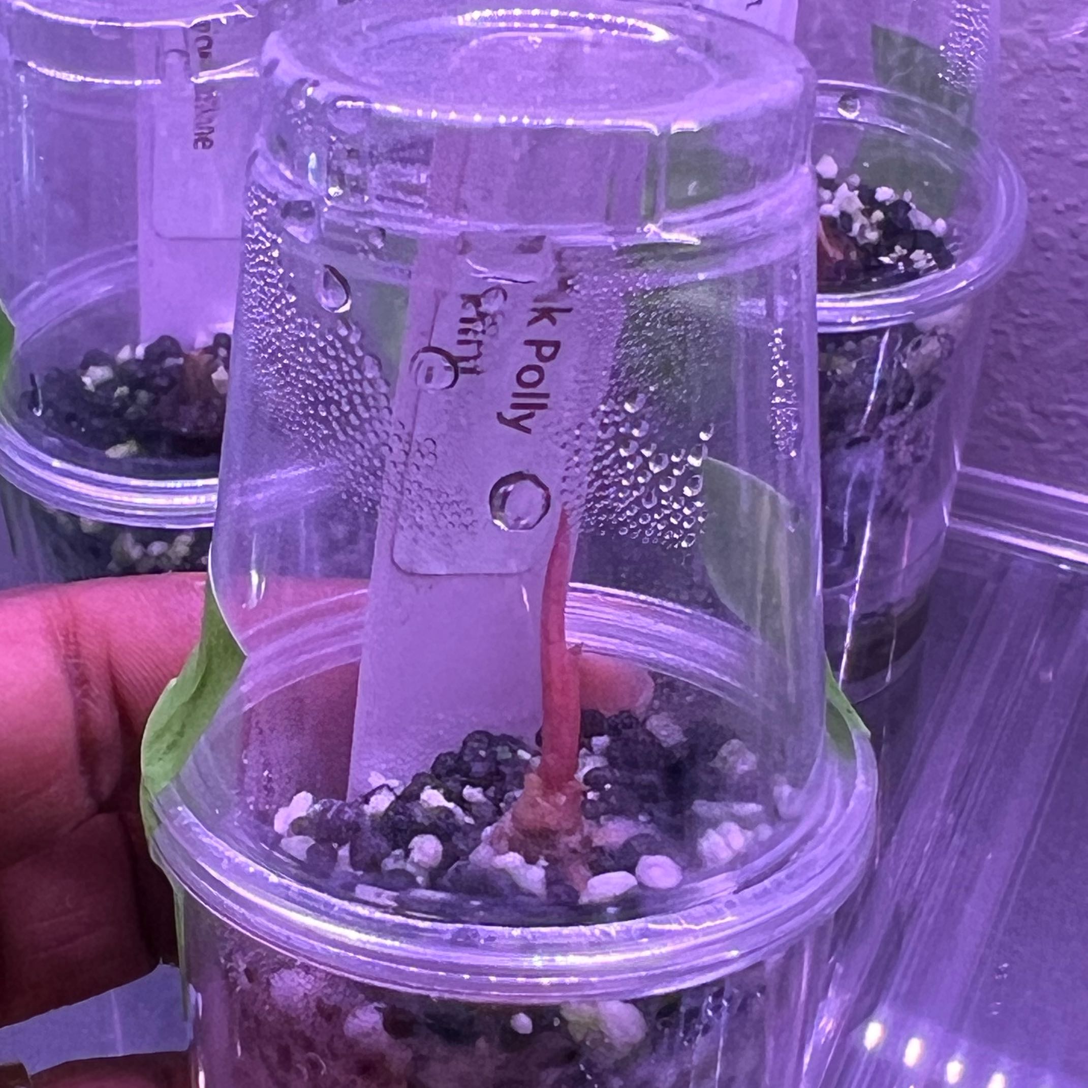 Photo of the plant species Alocasia Polly Pink Mint by @DailyDose_OfLee named Fernie Mercury on Greg, the plant care app