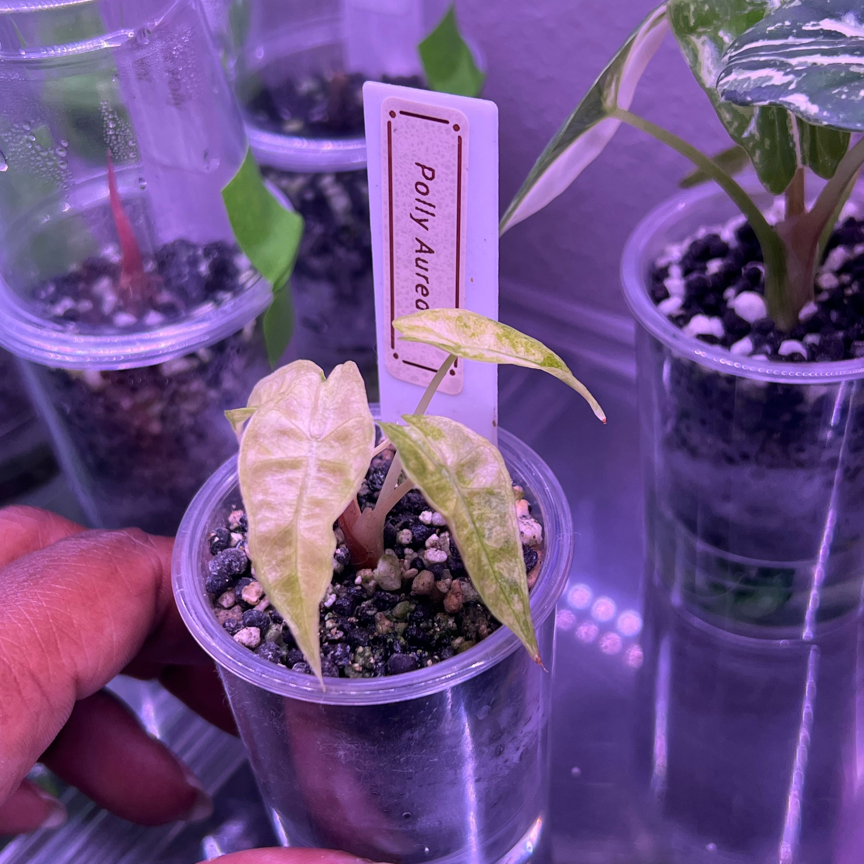 Photo of the plant species Alocasia Polly Aurea by @DailyDose_OfLee named . on Greg, the plant care app
