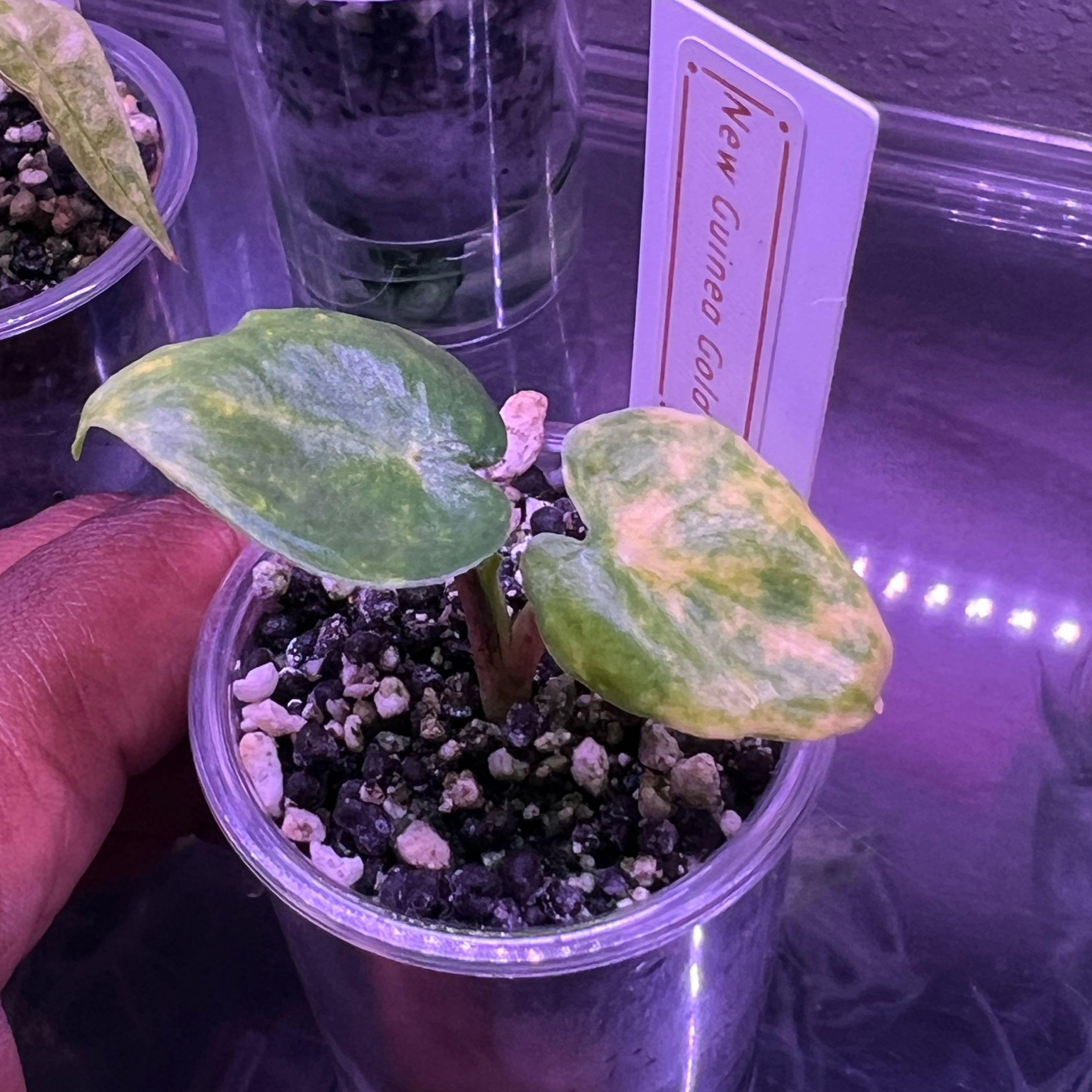 Photo of the plant species Alocasia New Guinea Gold by @DailyDose_OfLee named . on Greg, the plant care app