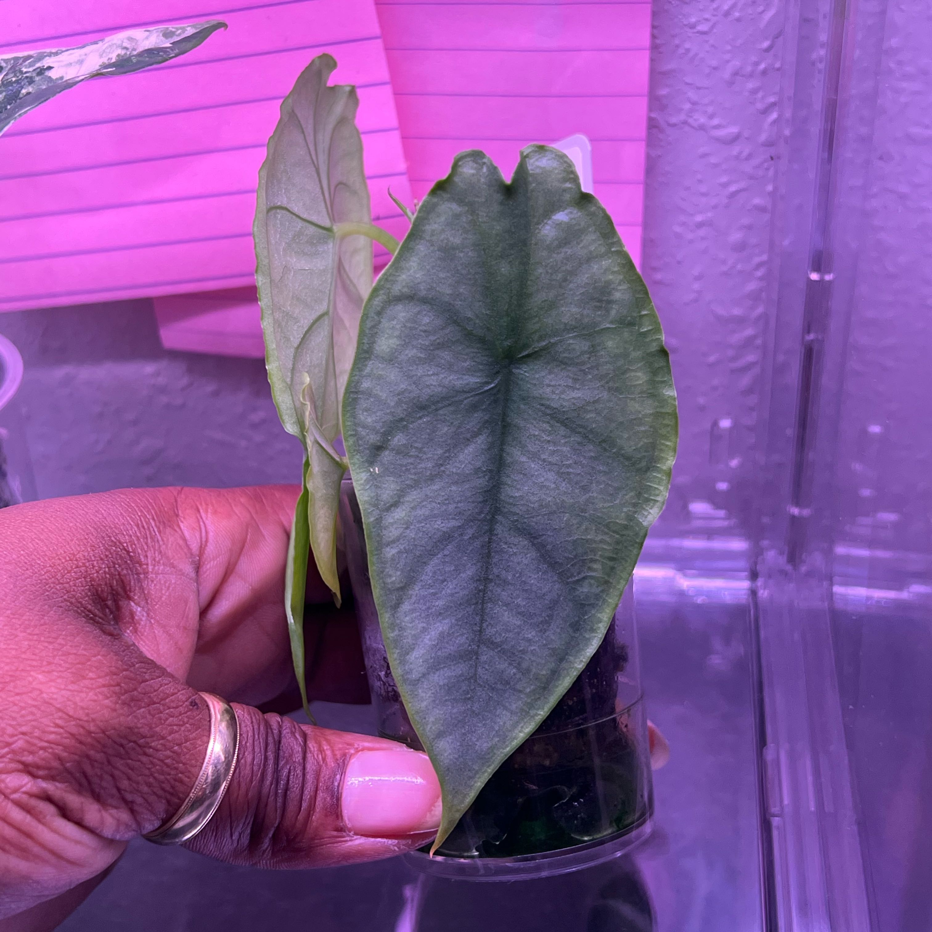 Photo of the plant species Dragon's Breath by @DailyDose_OfLee named Planty on Greg, the plant care app