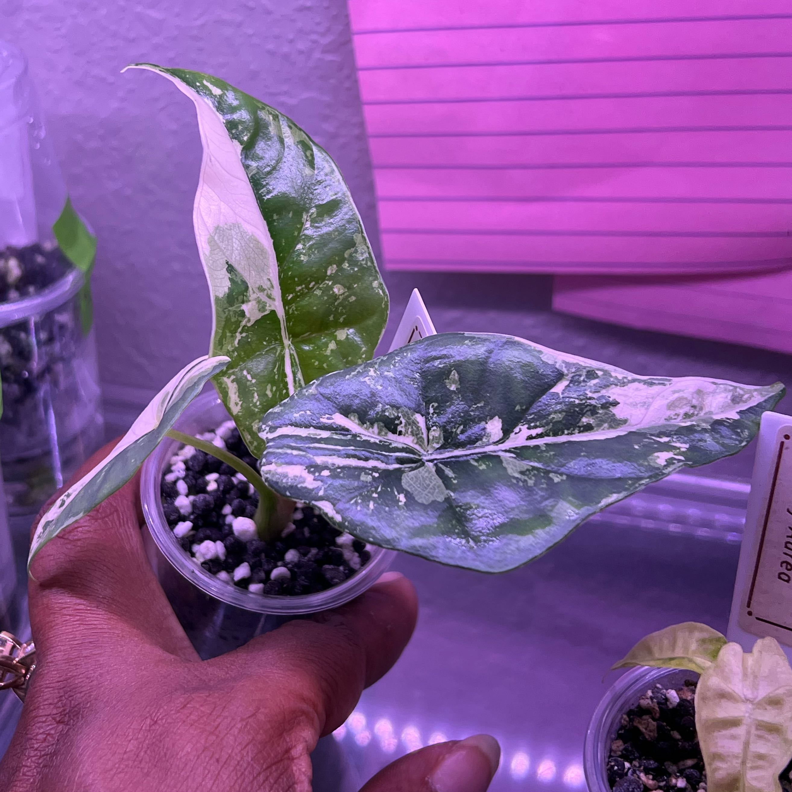 Photo of the plant species Alocasia Simpo Albo by @DailyDose_OfLee named Apollo on Greg, the plant care app
