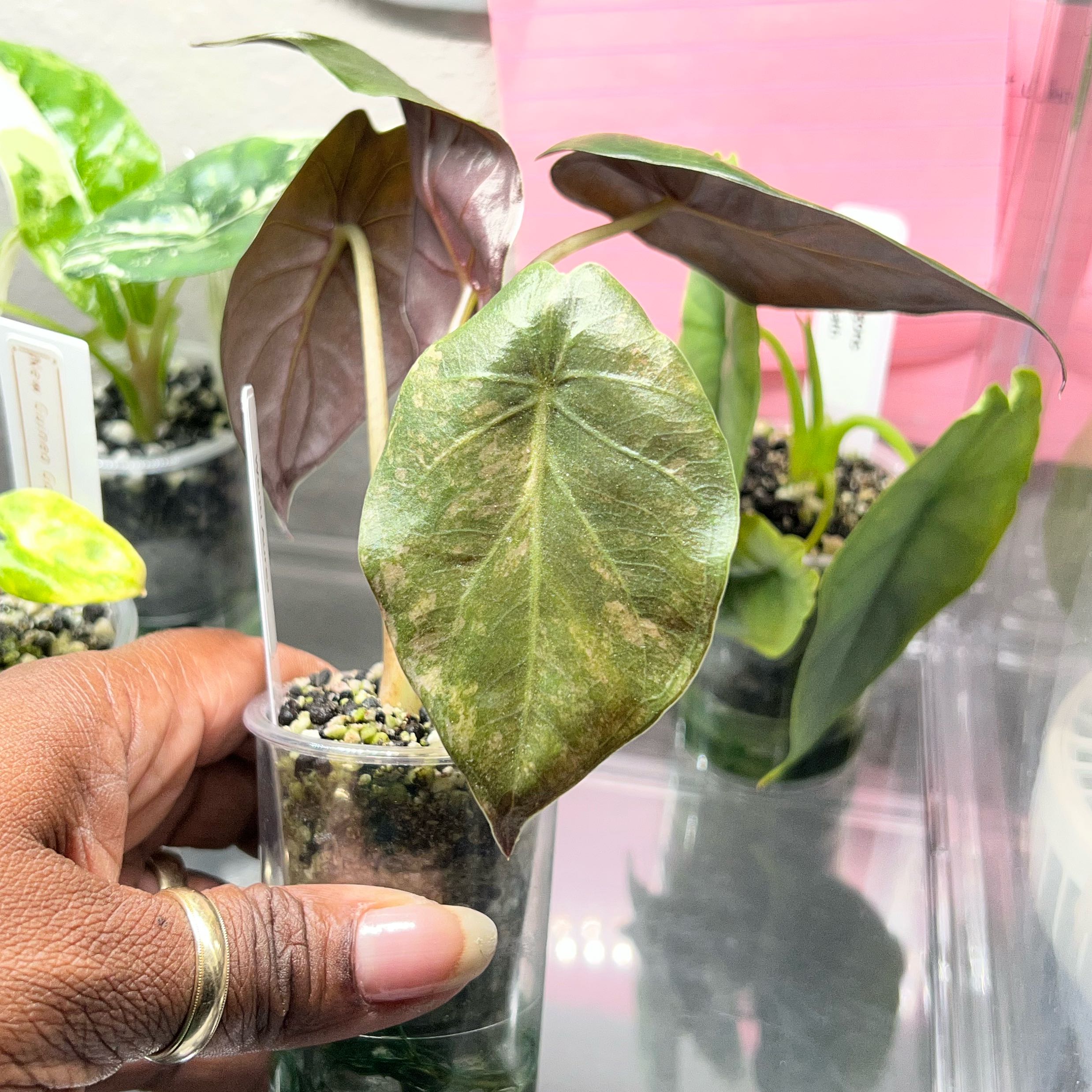 Photo of the plant species Alocasia Wentii Sunset by @DailyDose_OfLee named Wendy Racquel on Greg, the plant care app