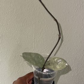Photo of the plant species Waxplant by @DailyDose_OfLee named . on Greg, the plant care app